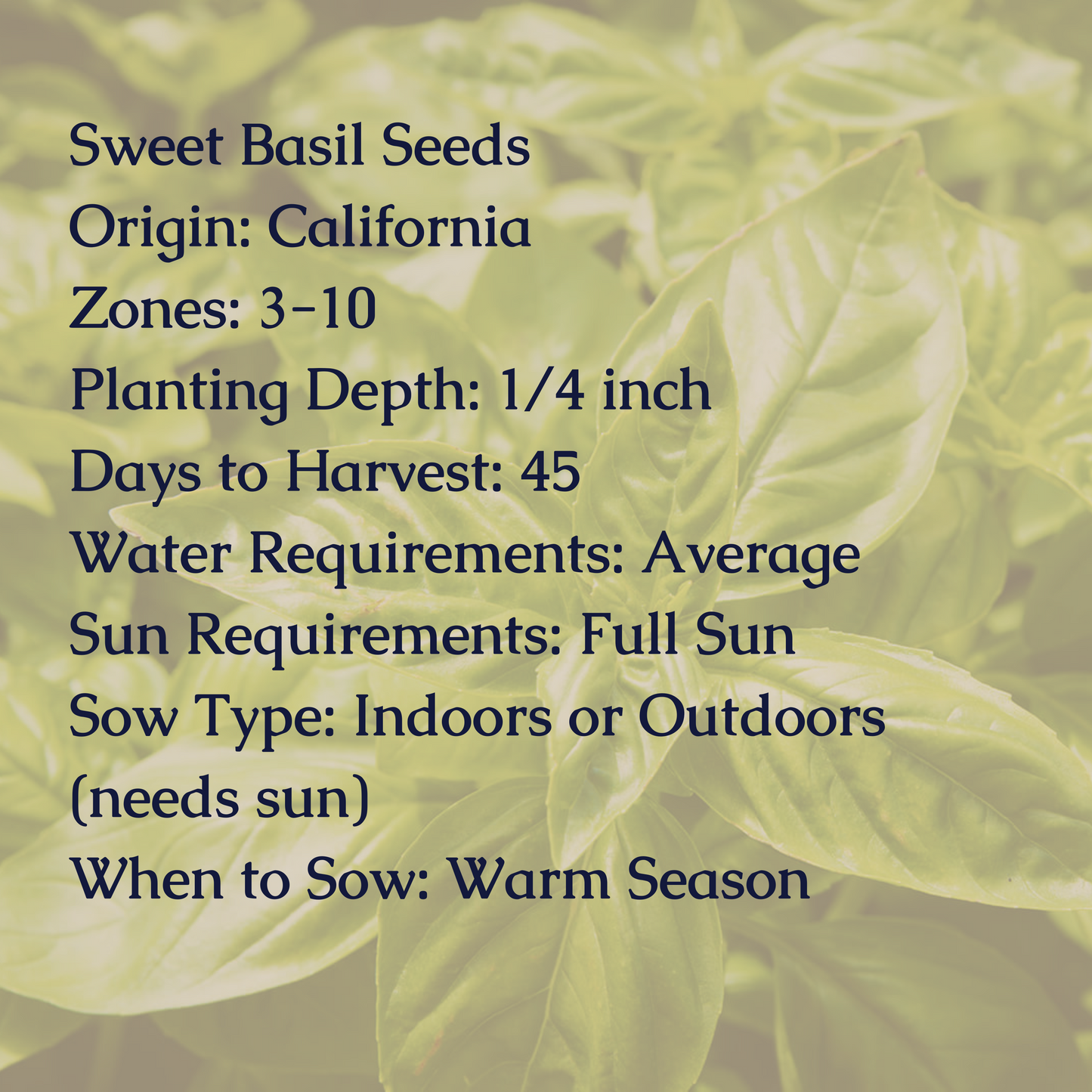 Sweet Basil Seeds