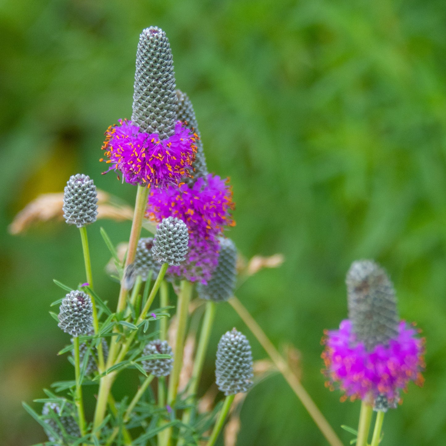 Purple Prairie Clover - Dalea purpurea Seeds