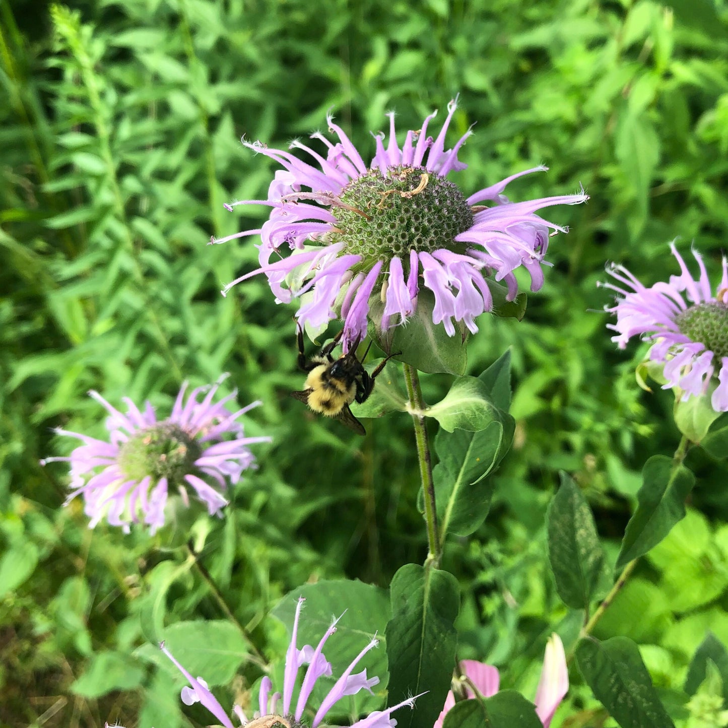 Wild Bergamot "Bee Balm" - Monarda Fistulosa Seeds