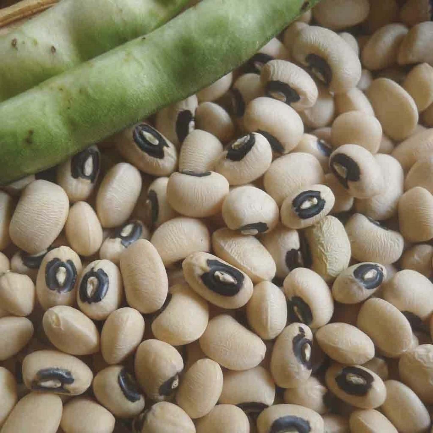 California Black-Eye Bush Bean Seeds