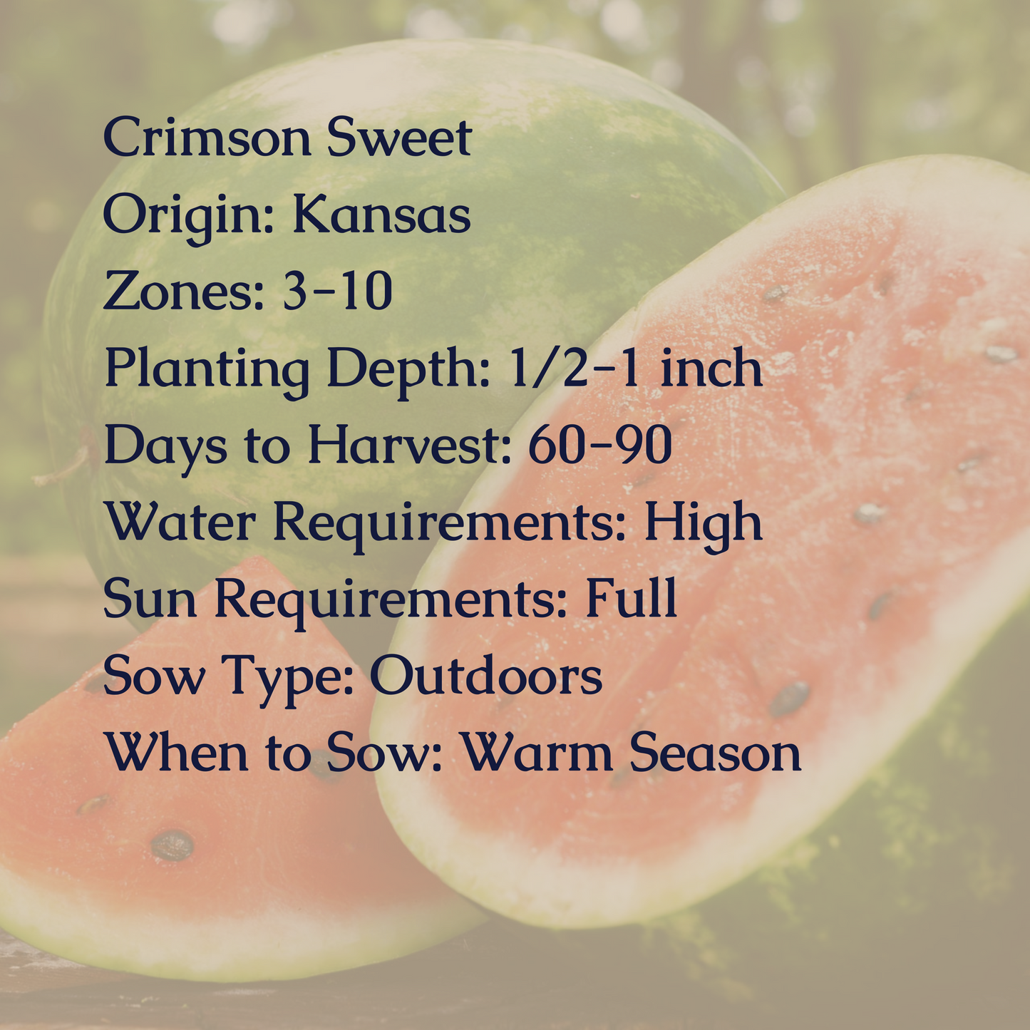 Crimson Sweet Watermelon