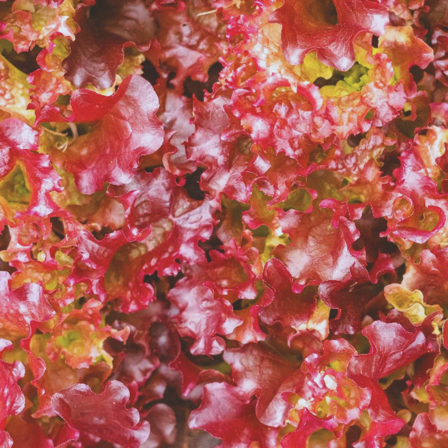 Red Salad Bowl Leaf Lettuce Seeds