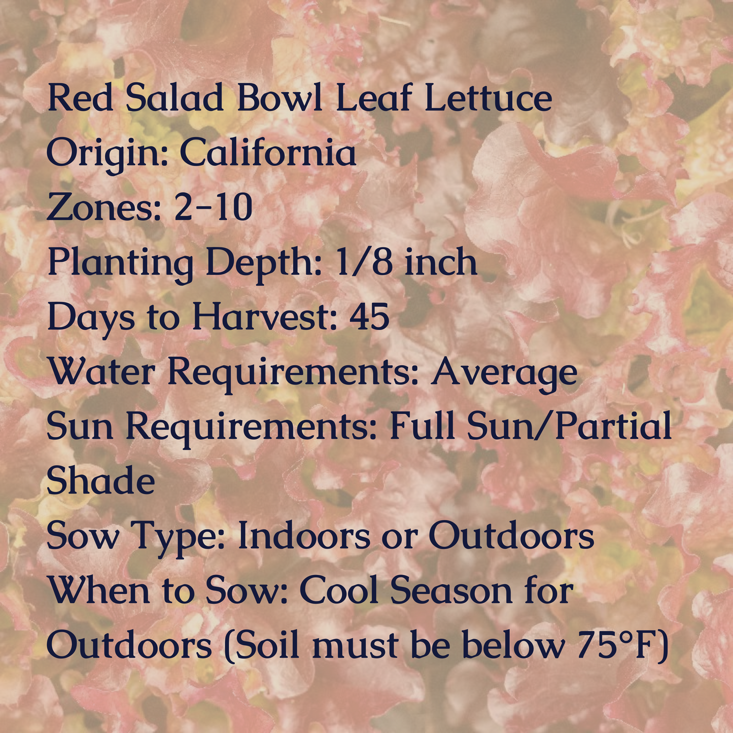Red Salad Bowl Leaf Lettuce Seeds