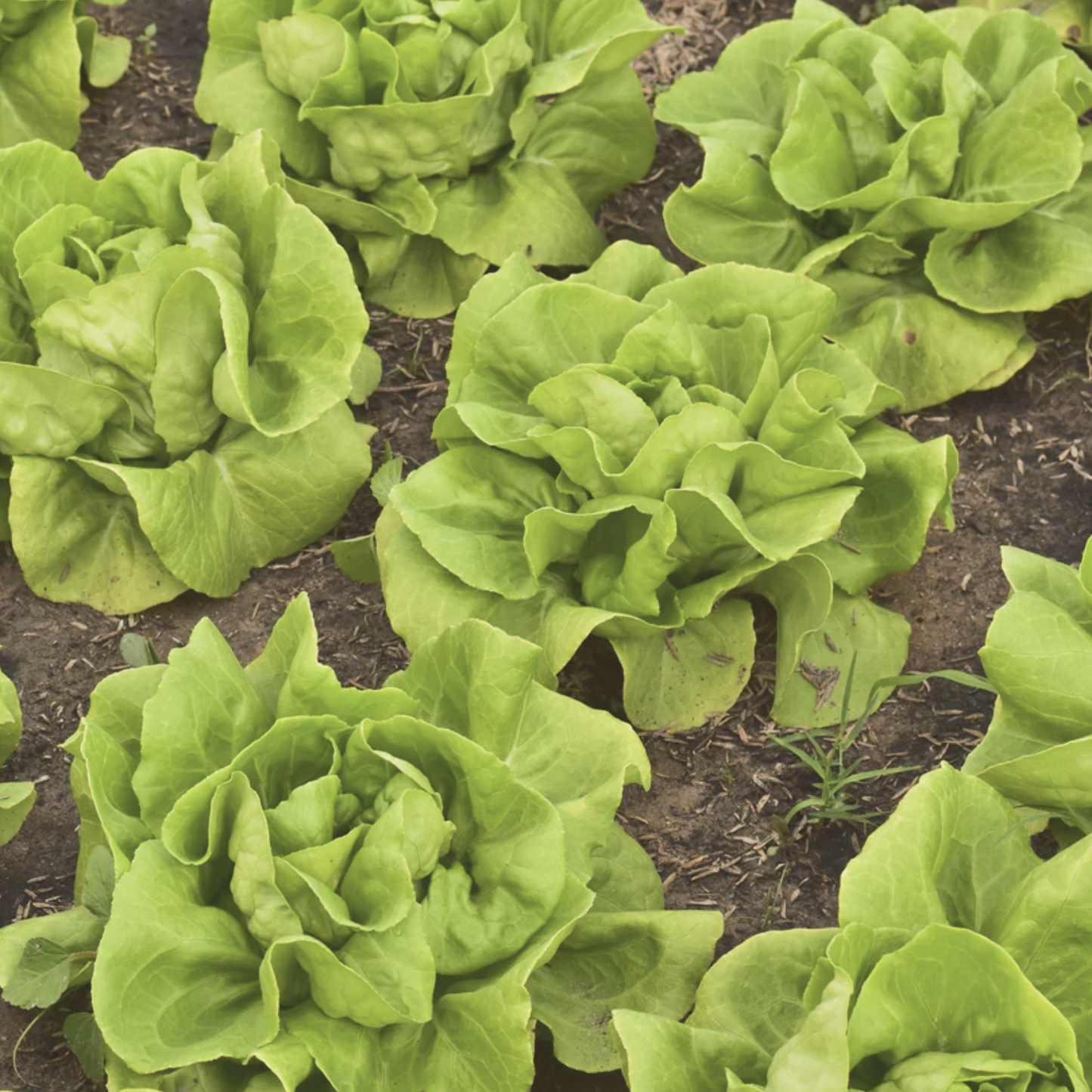 Tom Thumb Leaf Lettuce Seeds