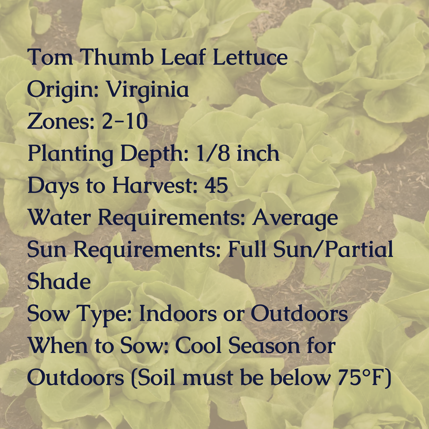 Tom Thumb Leaf Lettuce Seeds