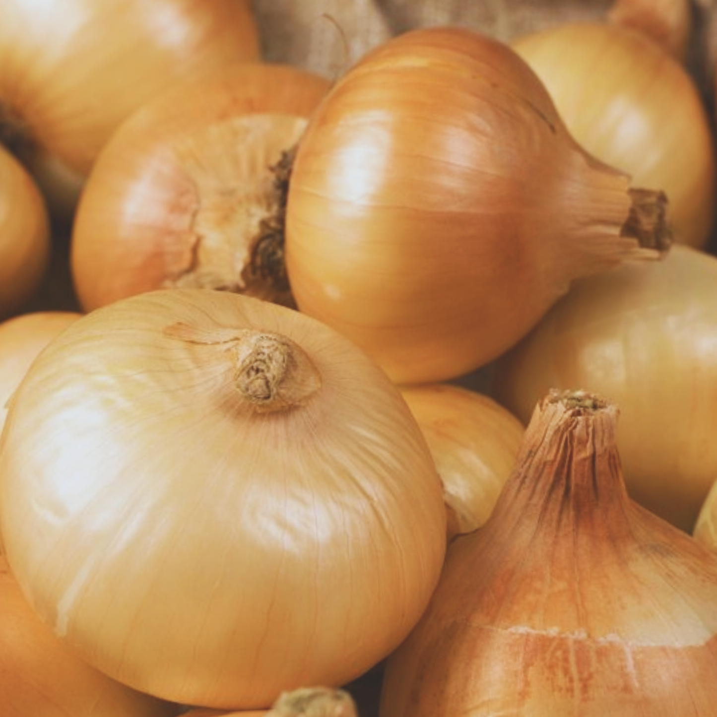 Texas Early Grano Onion Seeds