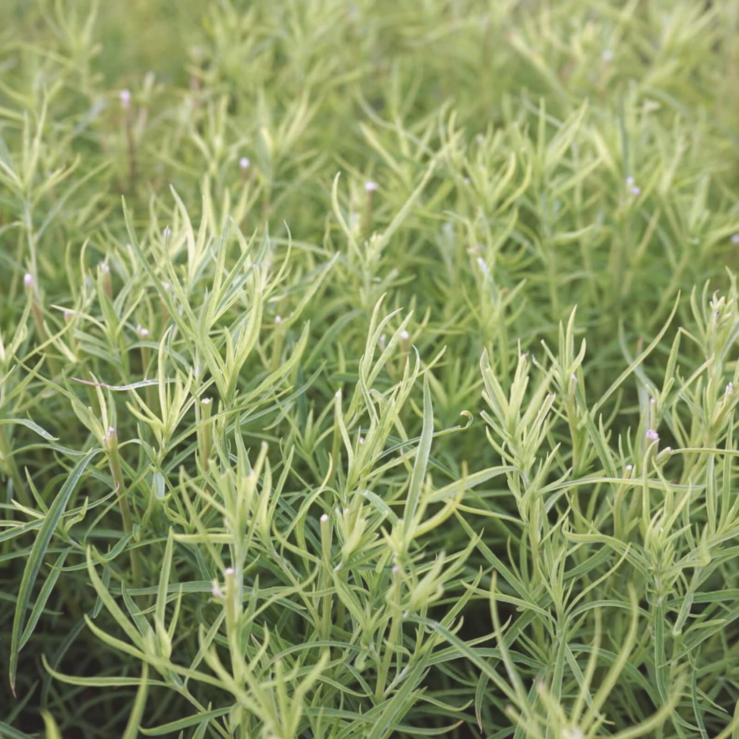 Tarragon Seeds