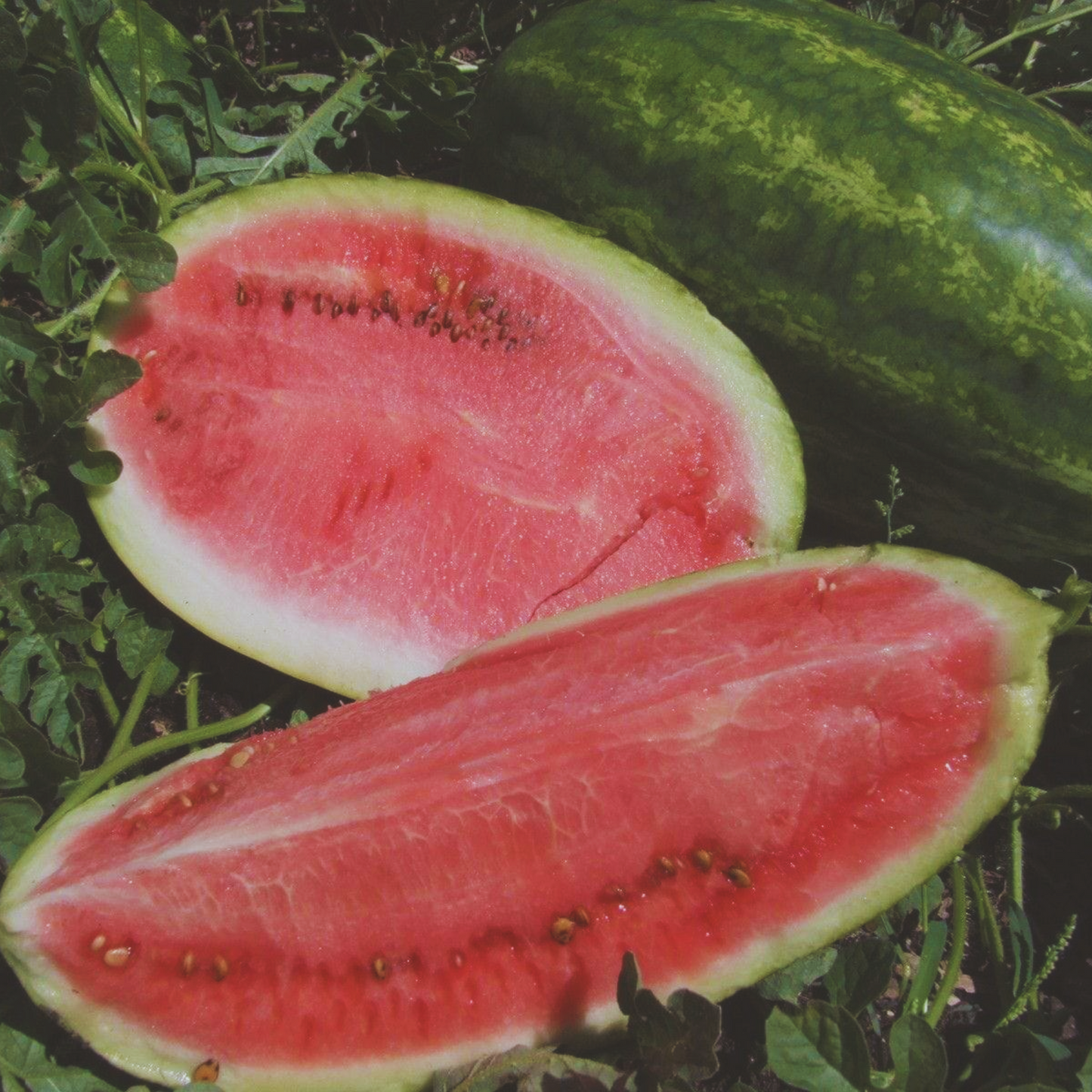 Striped Klondike Blue Watermelon Seeds