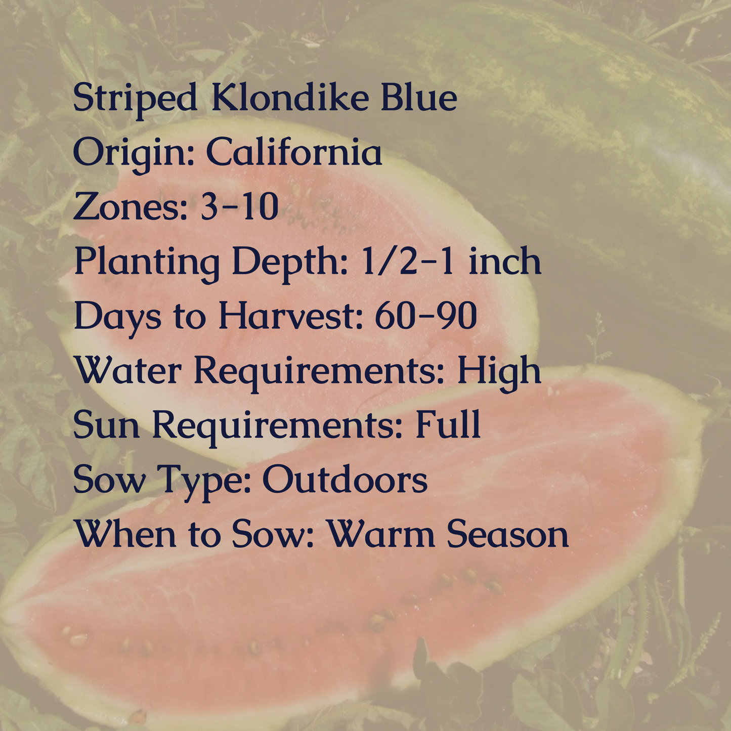 Striped Klondike Blue Watermelon Seeds
