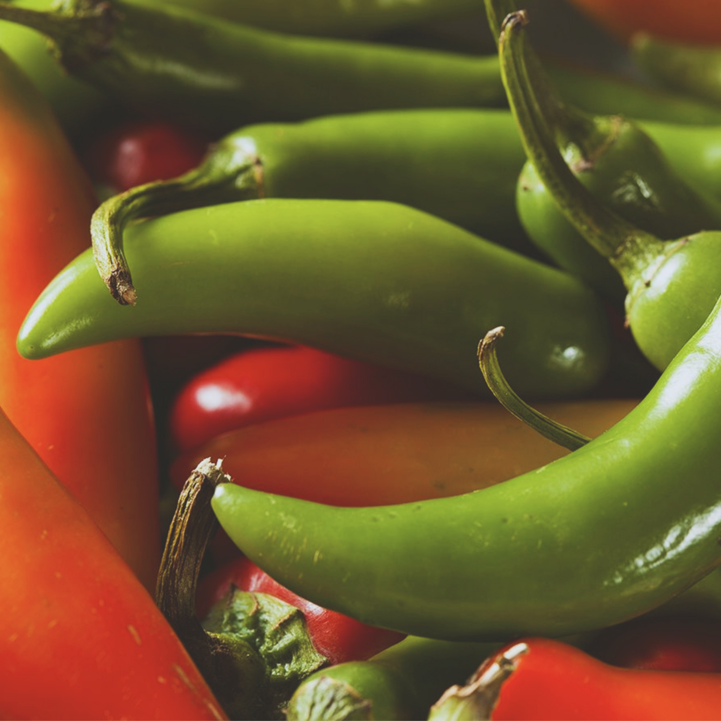 Serrano Hot Pepper Seeds
