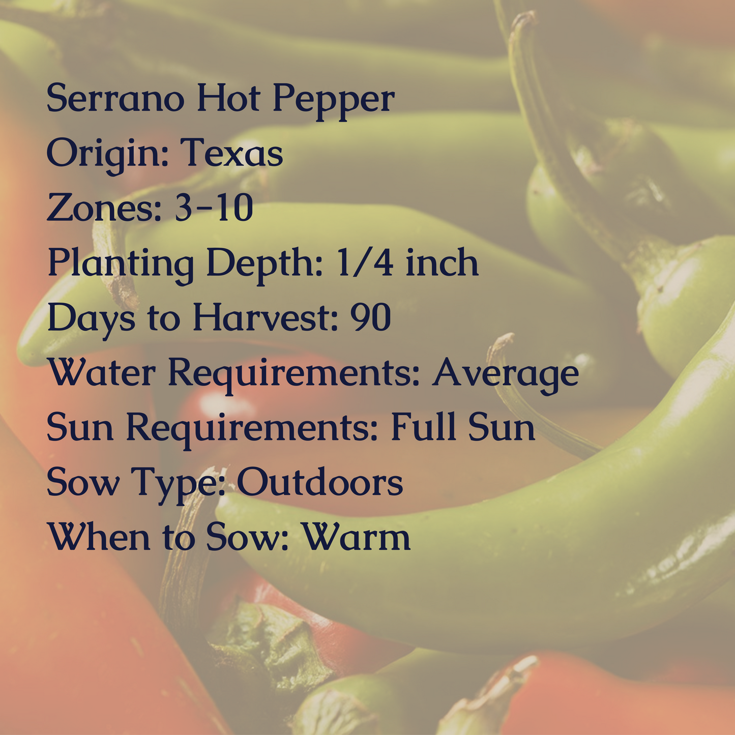 Serrano Hot Pepper Seeds