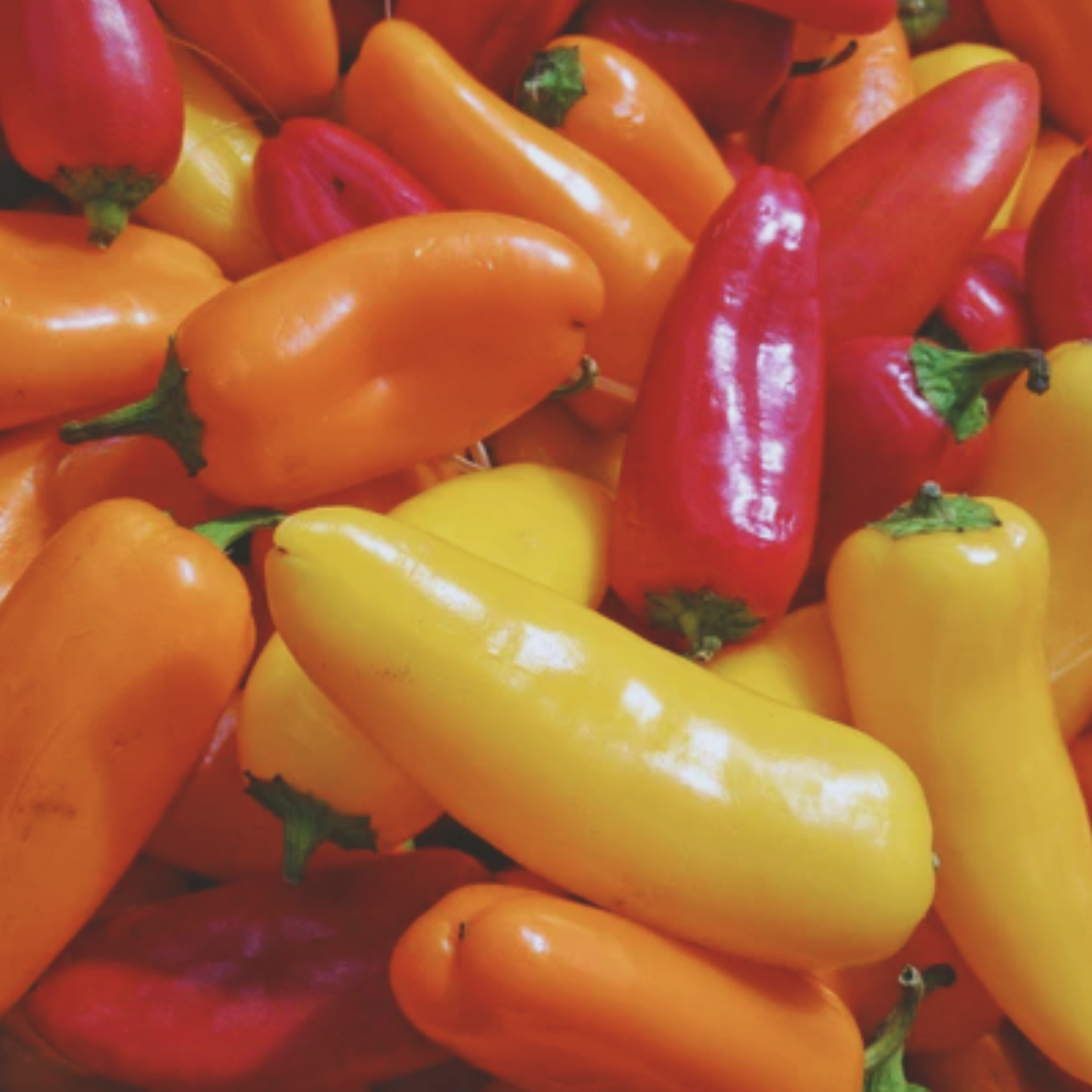 Santa Fe Grande Hot Pepper Seeds