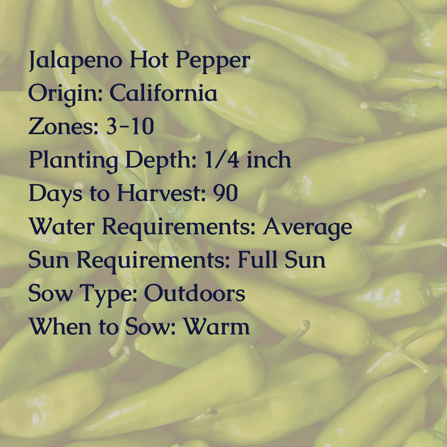 Jalapeno Hot Pepper Seeds