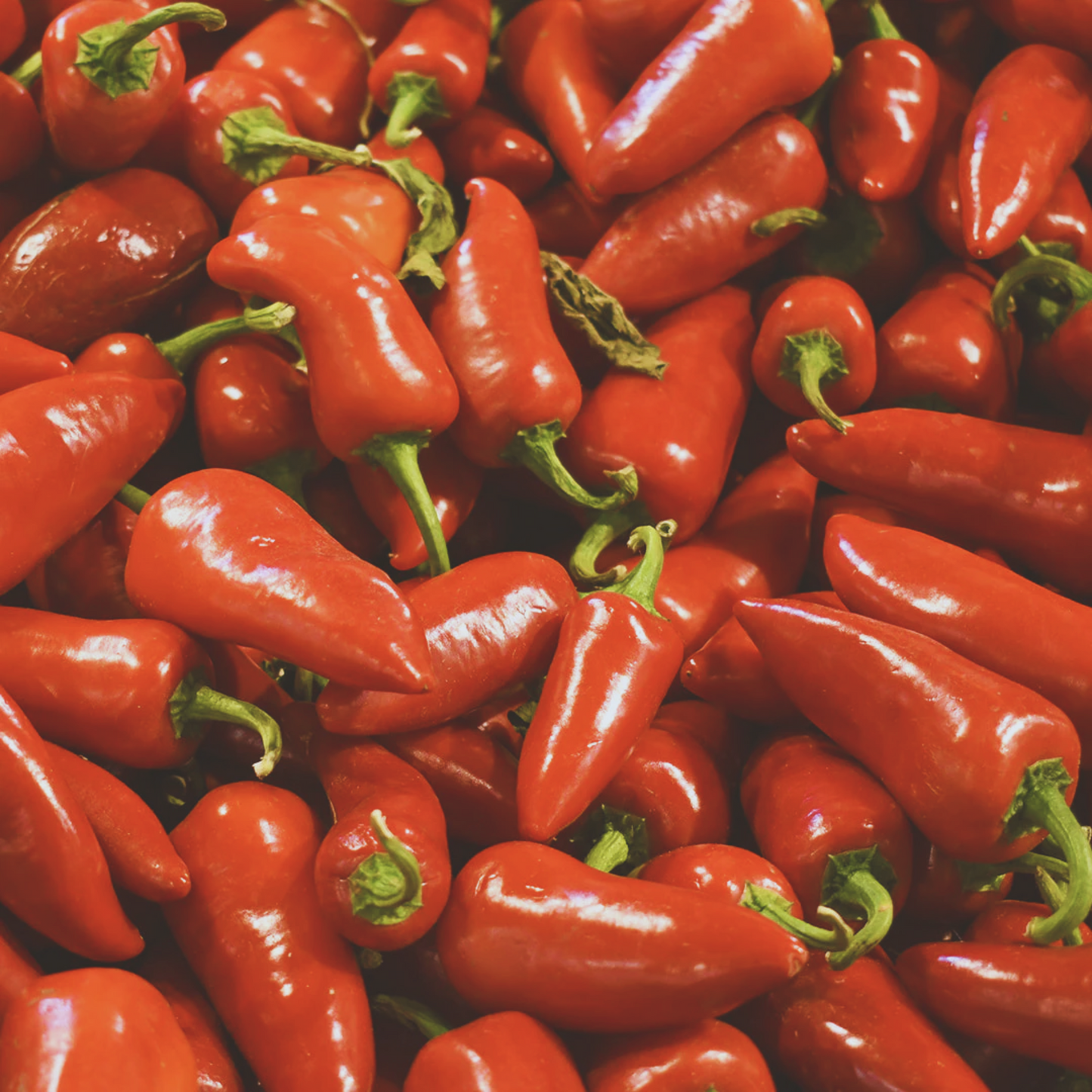 Fresno Chili Pepper Seeds