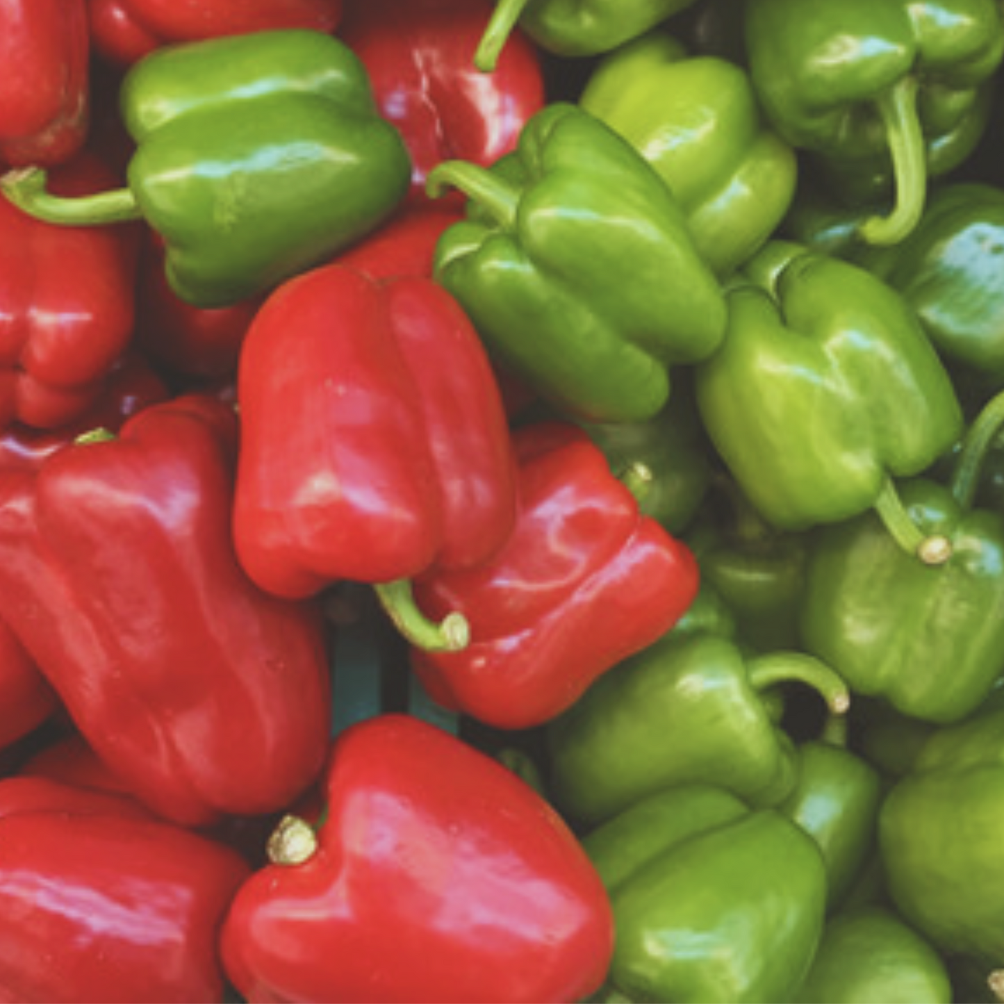 California Wonder Sweet Pepper Seeds