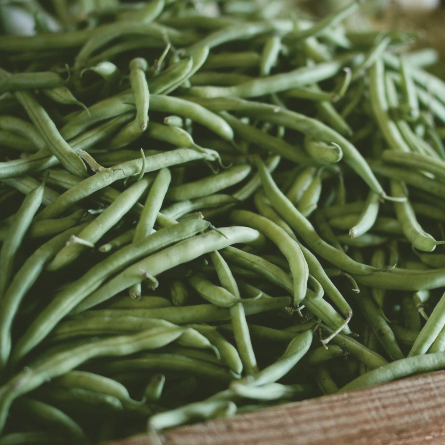 Blue Lake 274 Green Bush Bean Seeds