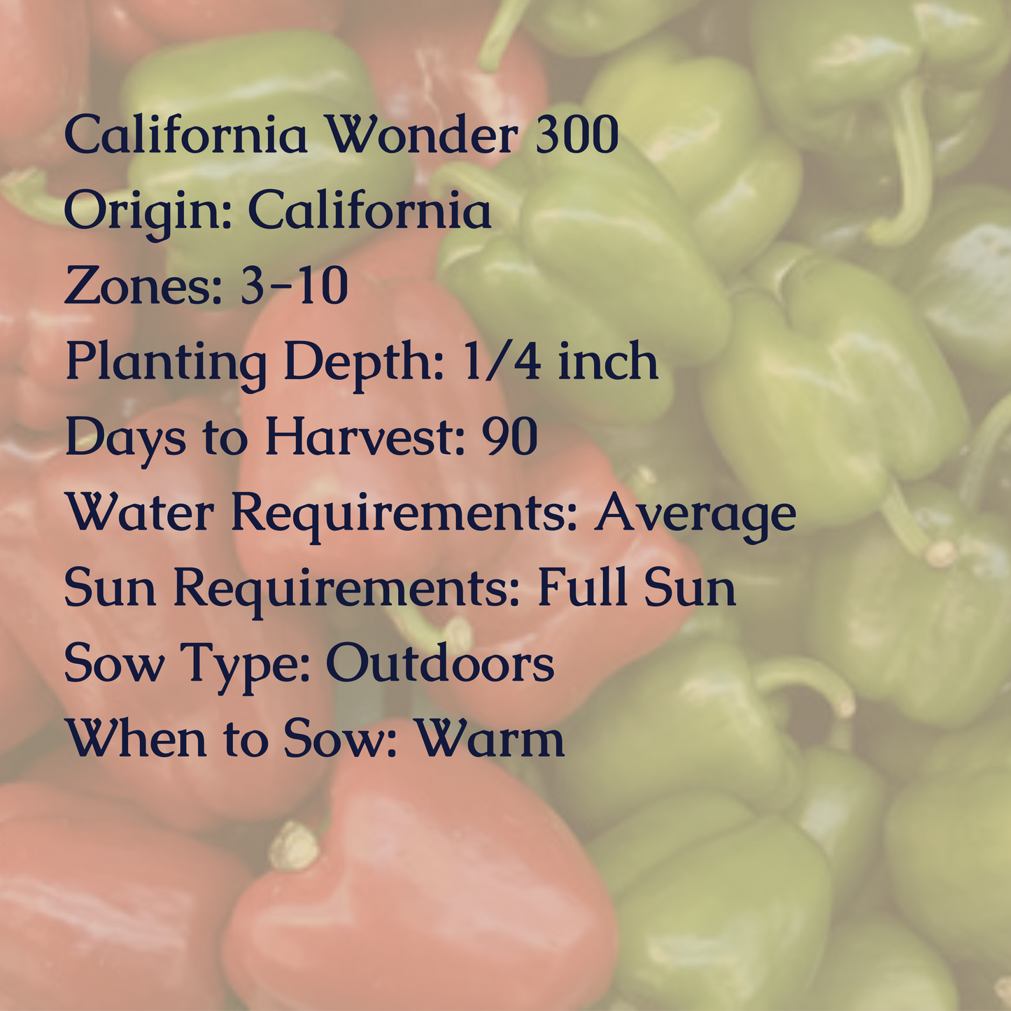 California Wonder Sweet Pepper Seeds