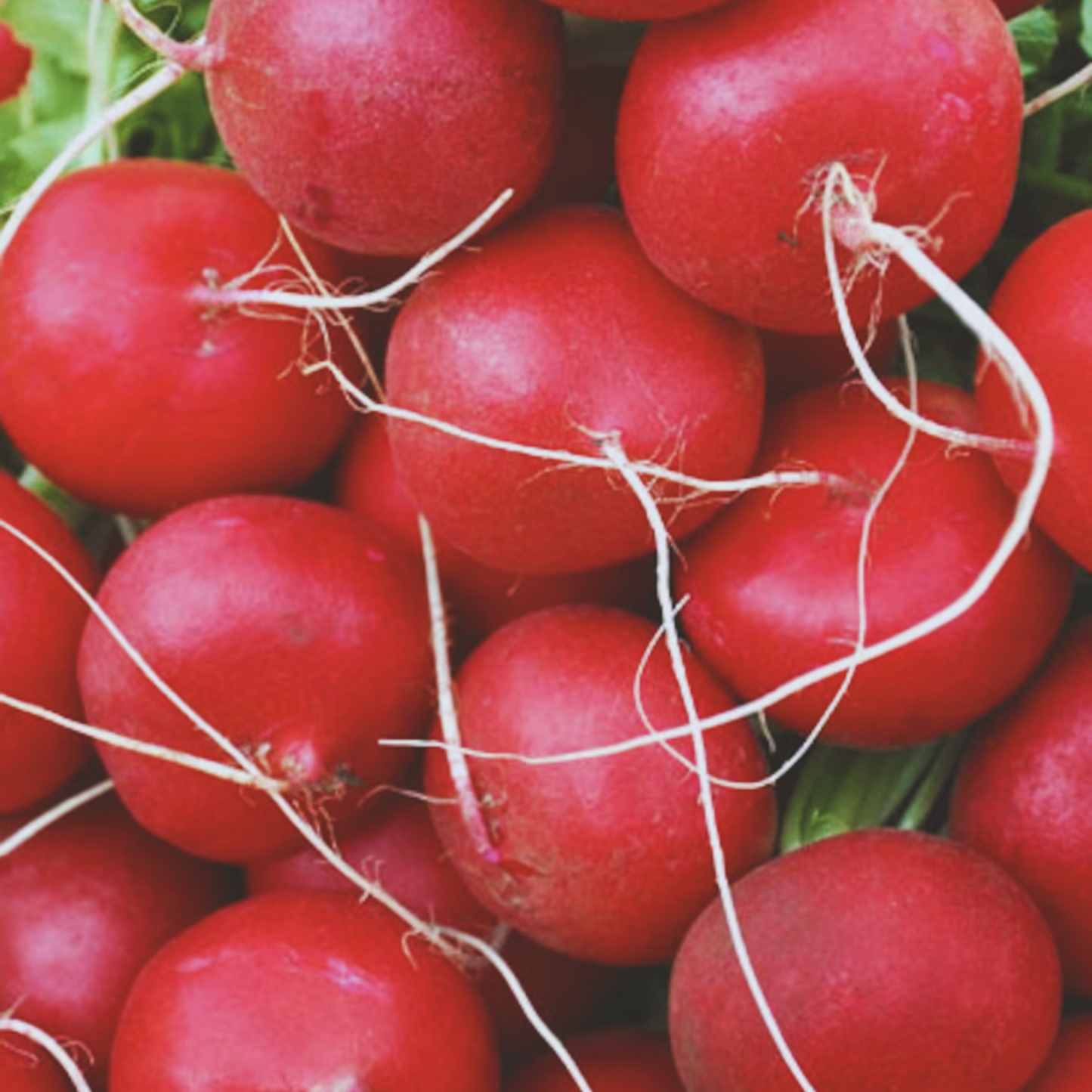 Champion Radish Seeds