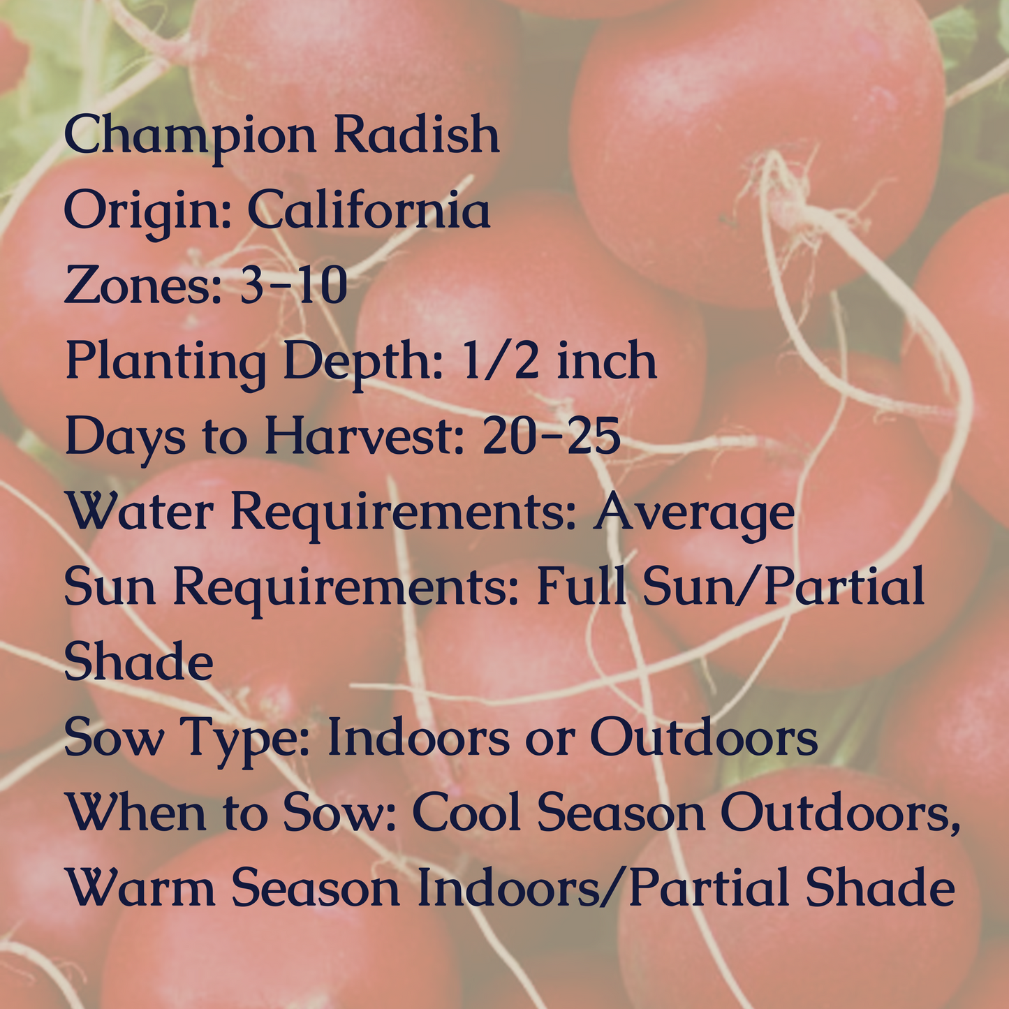 Champion Radish Seeds
