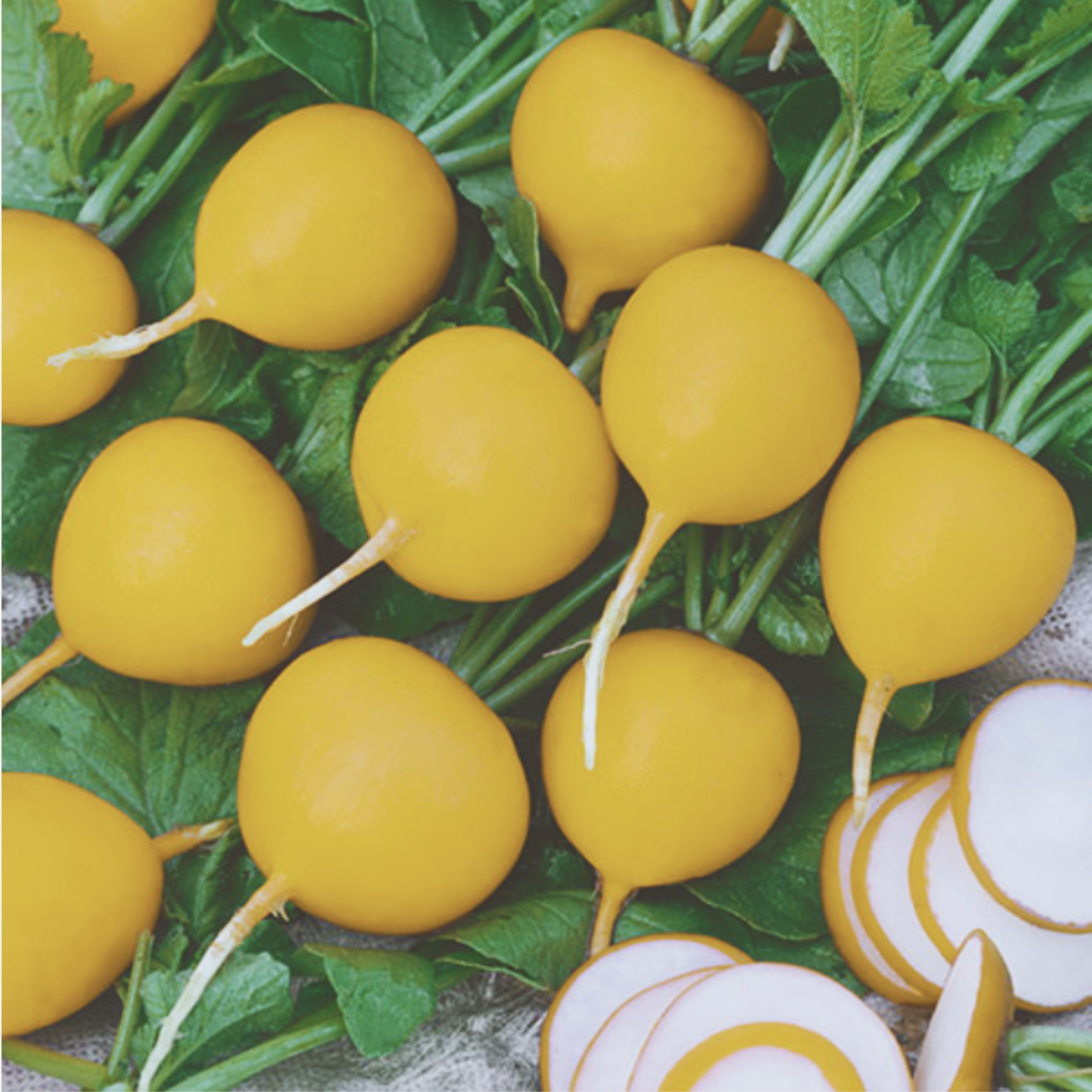 Golden Helios Radish Seeds