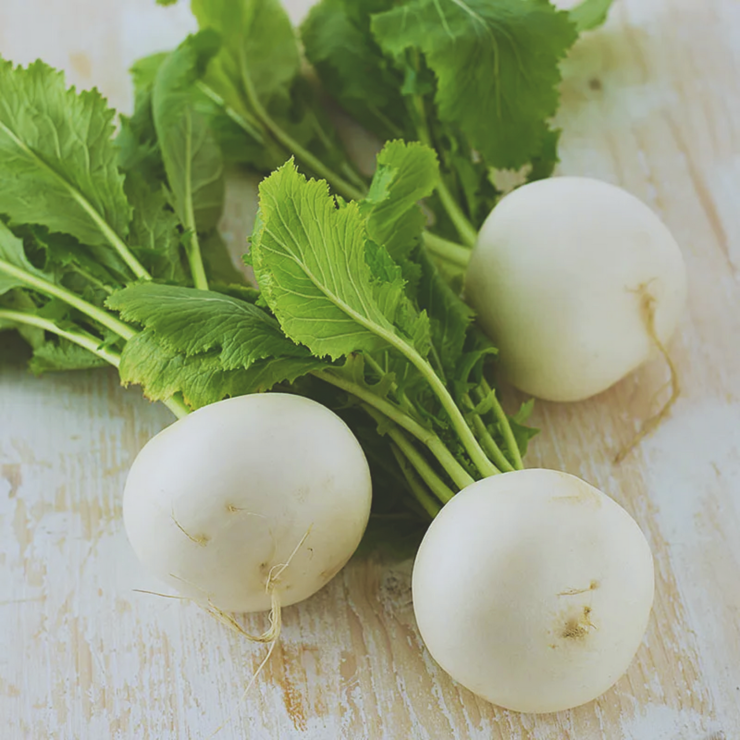 Philadelphia White Box Radish Seeds