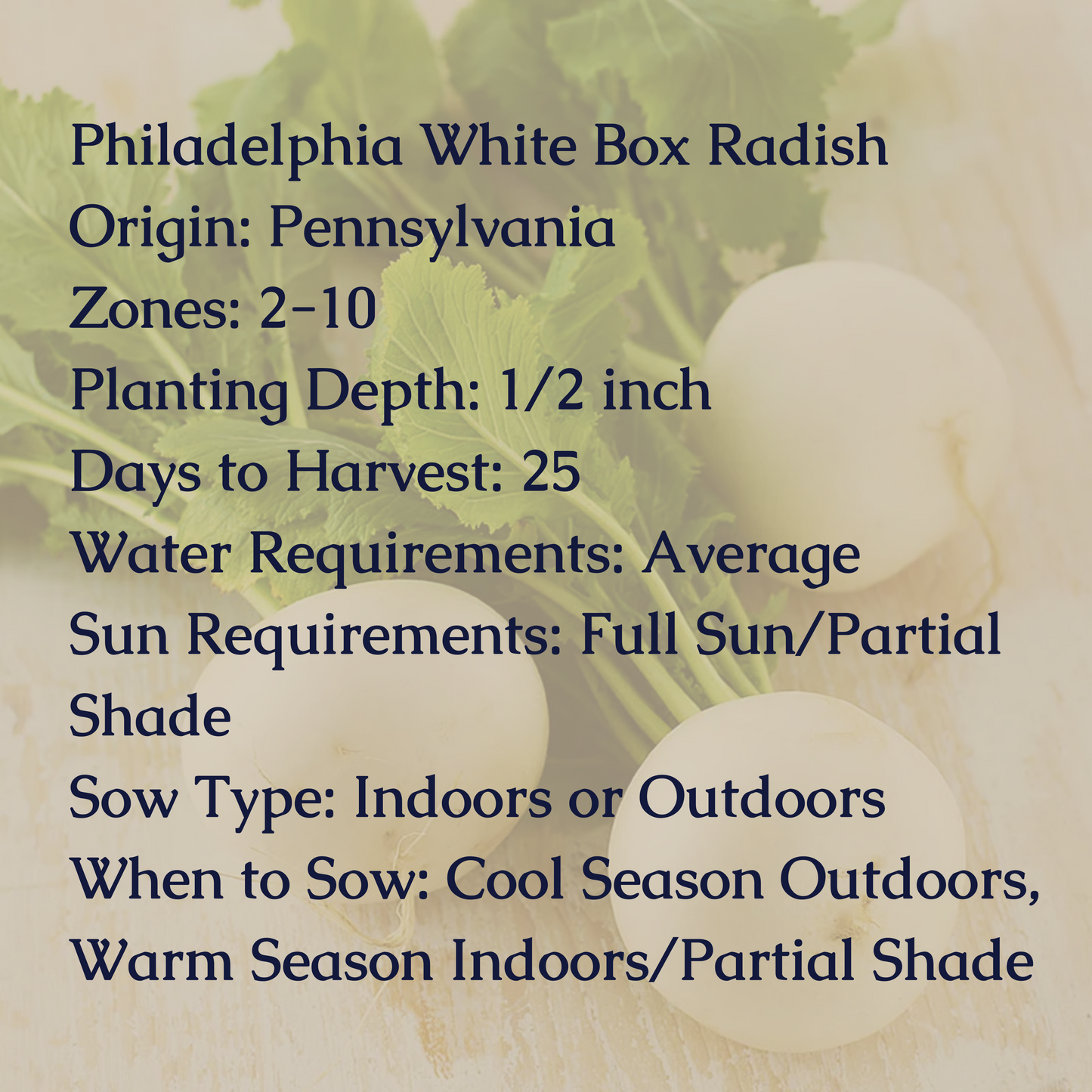 Philadelphia White Box Radish Seeds