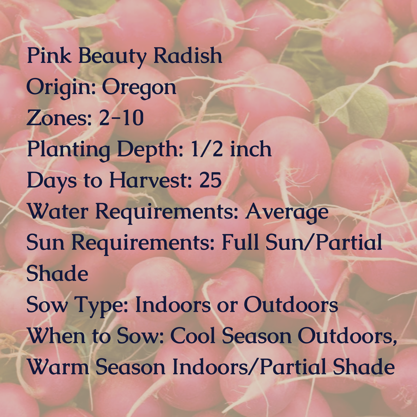 Pink Beauty Radish Seeds