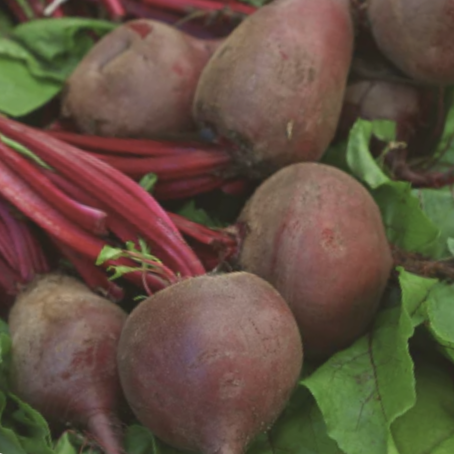 Boltardy Beet Seeds