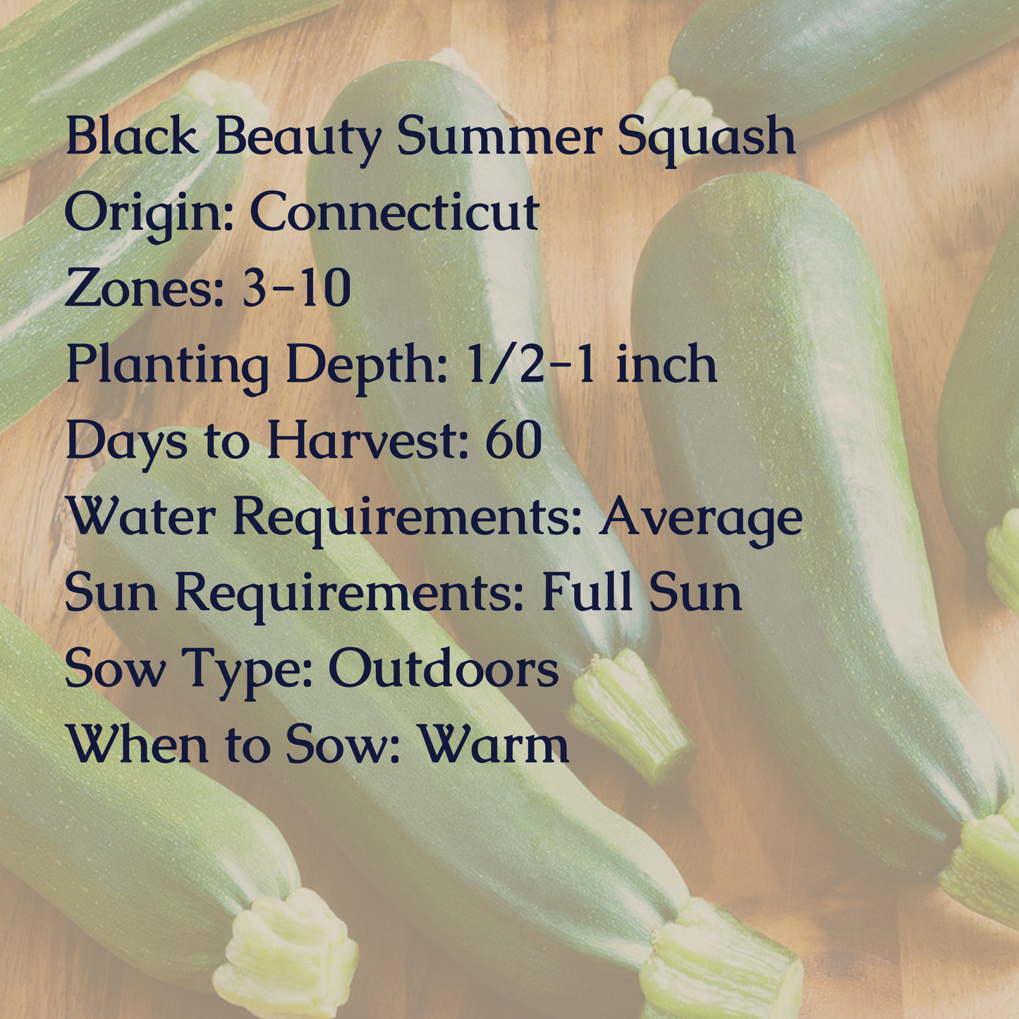 Black Beauty Summer Squash Seeds