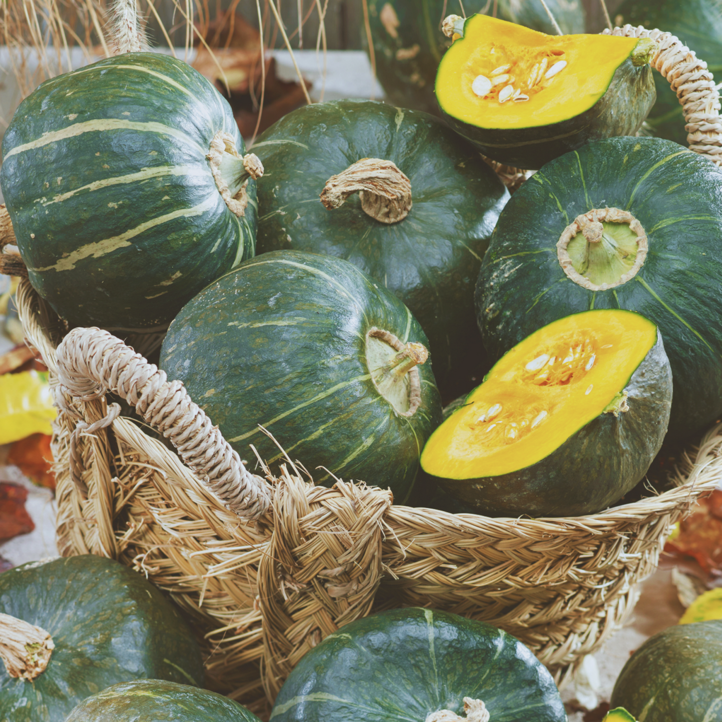 Burgess Buttercup Winter Squash Seeds