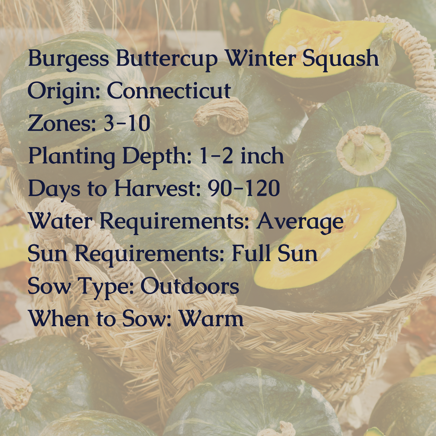 Burgess Buttercup Winter Squash Seeds