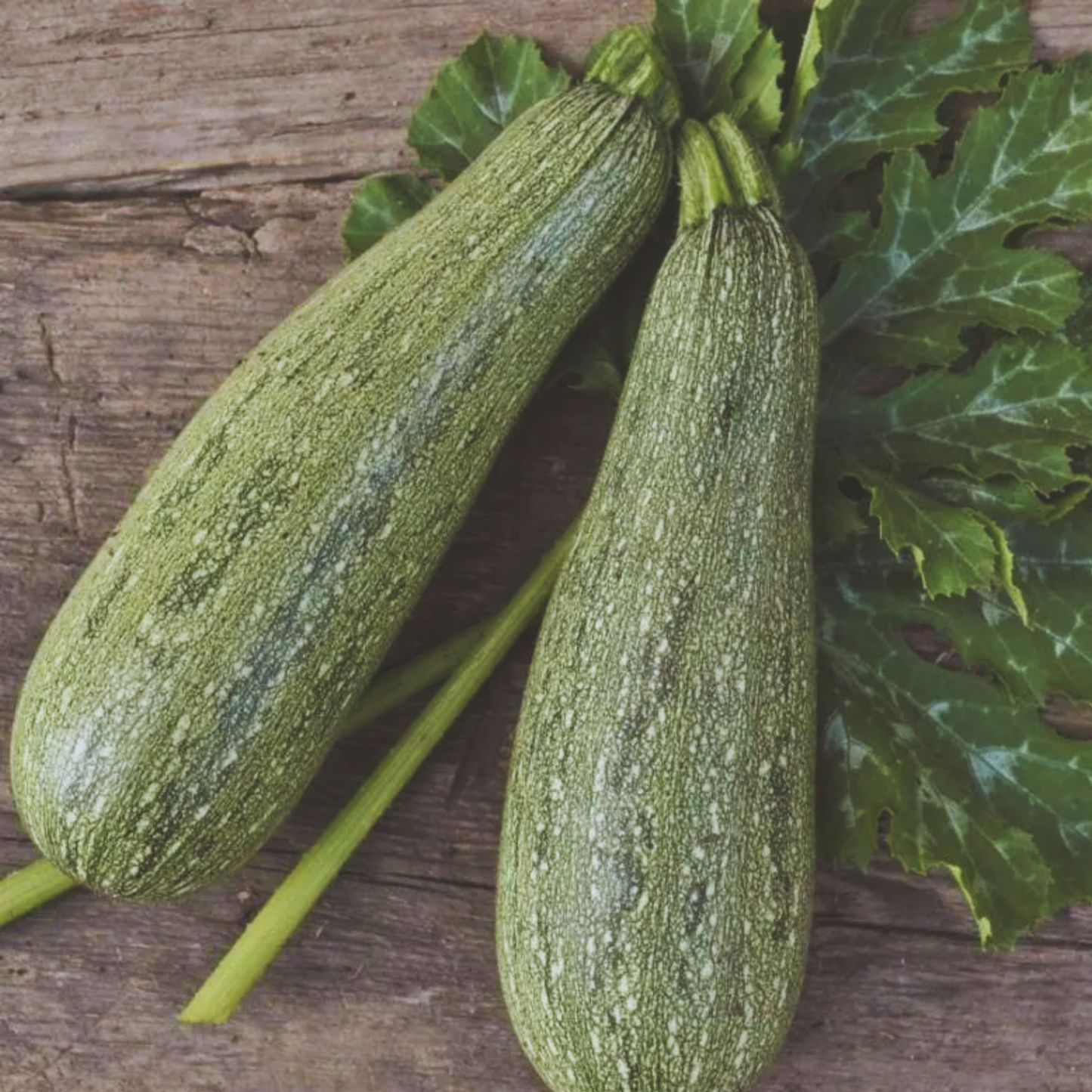 Gray Zucchini Summer Squash Seeds