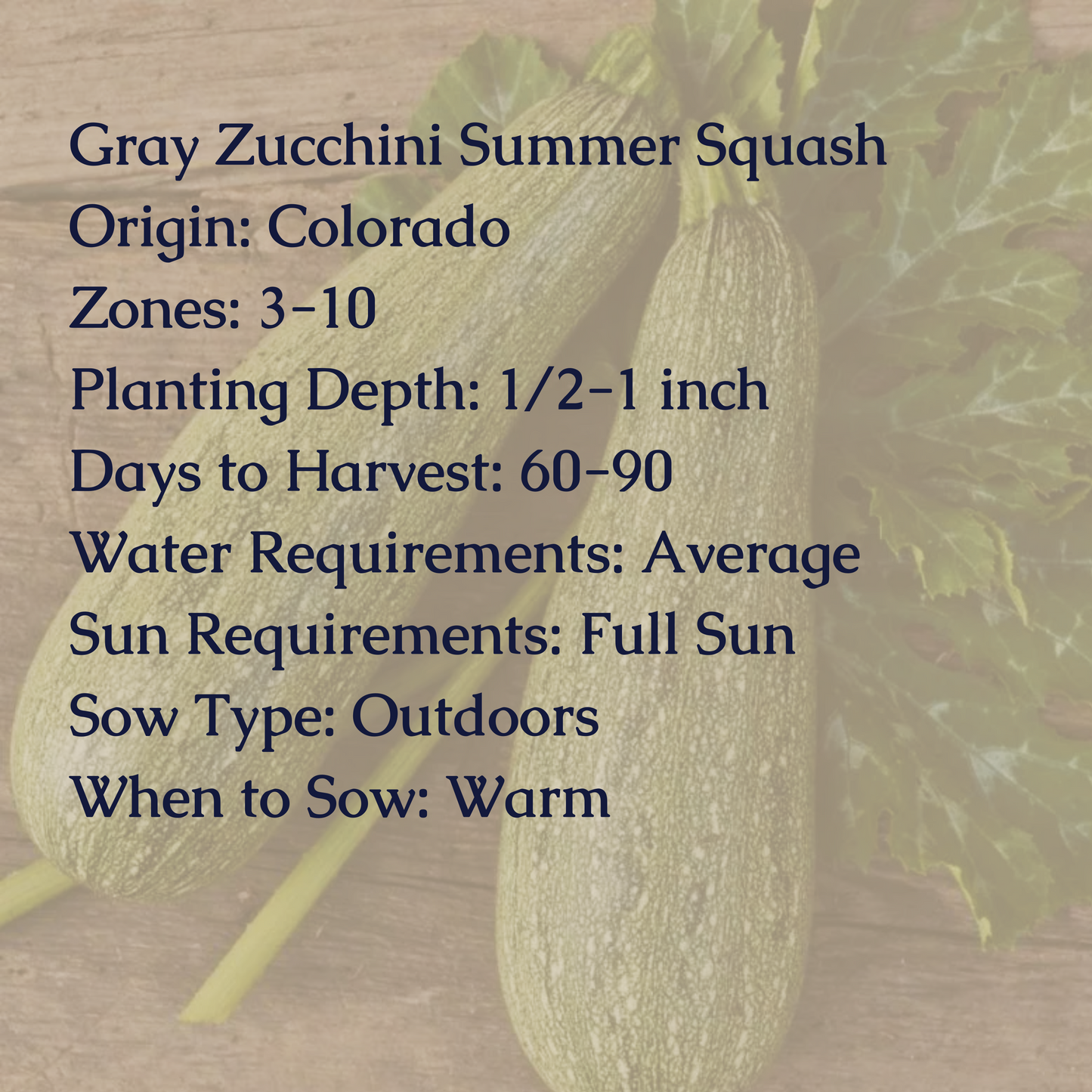 Gray Zucchini Summer Squash Seeds