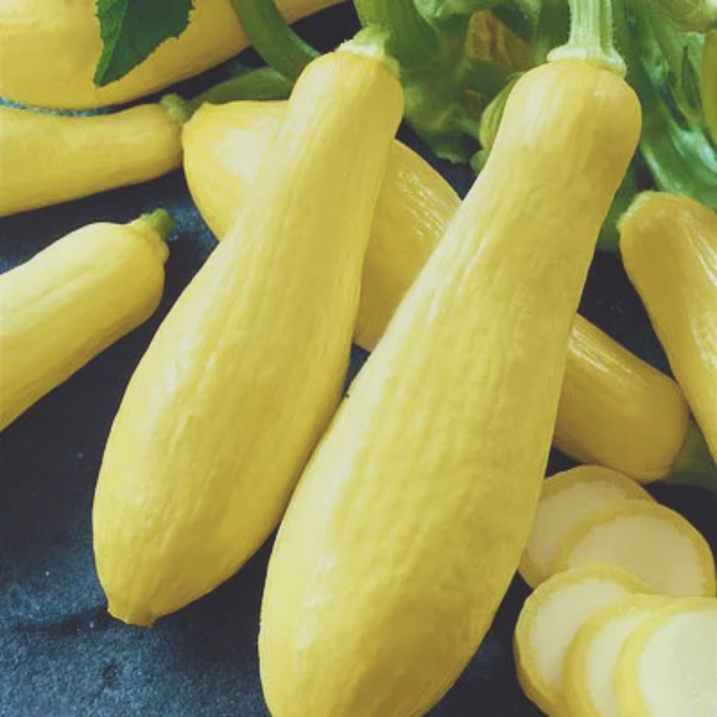 Prolific Straightneck Summer Squash Seeds