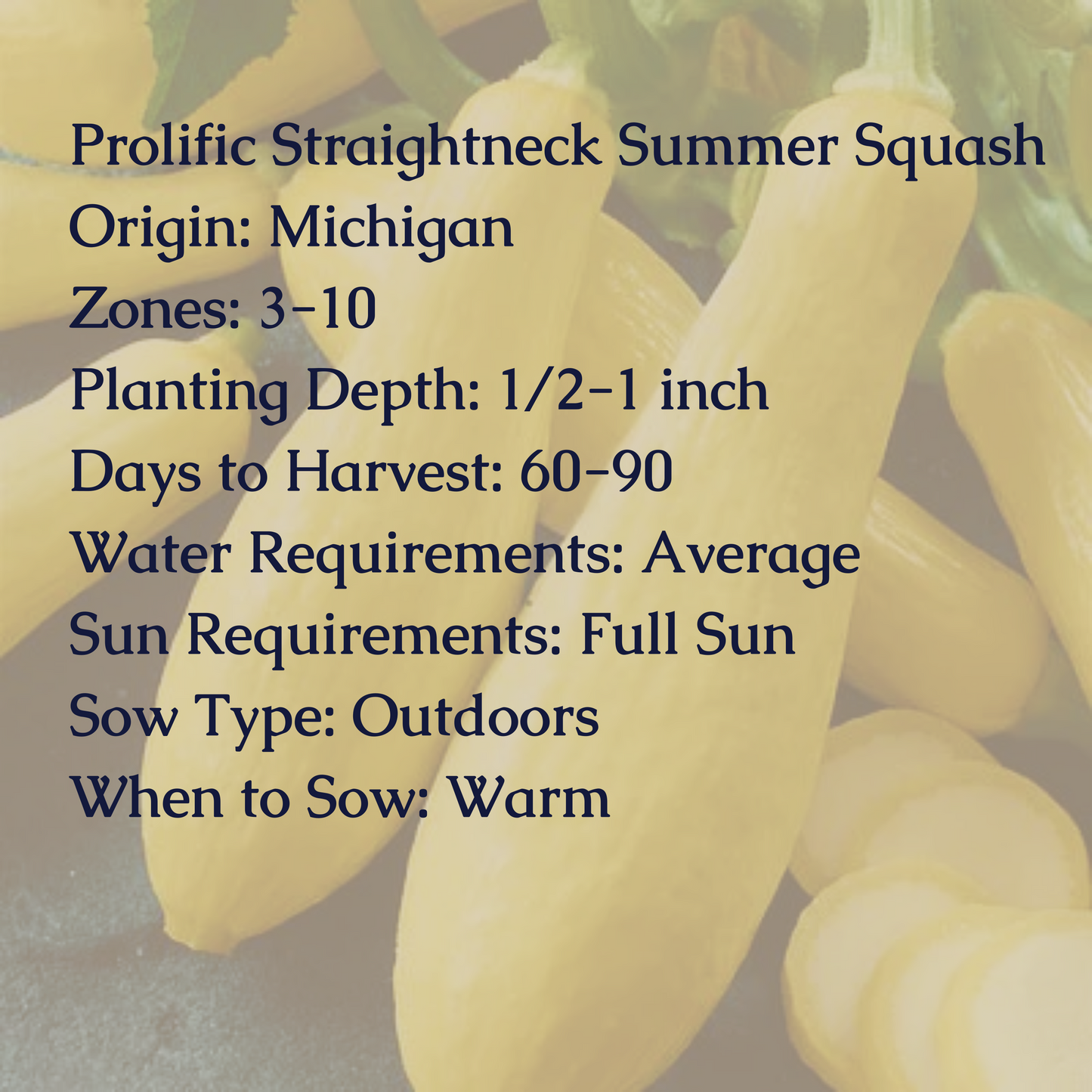 Prolific Straightneck Summer Squash Seeds