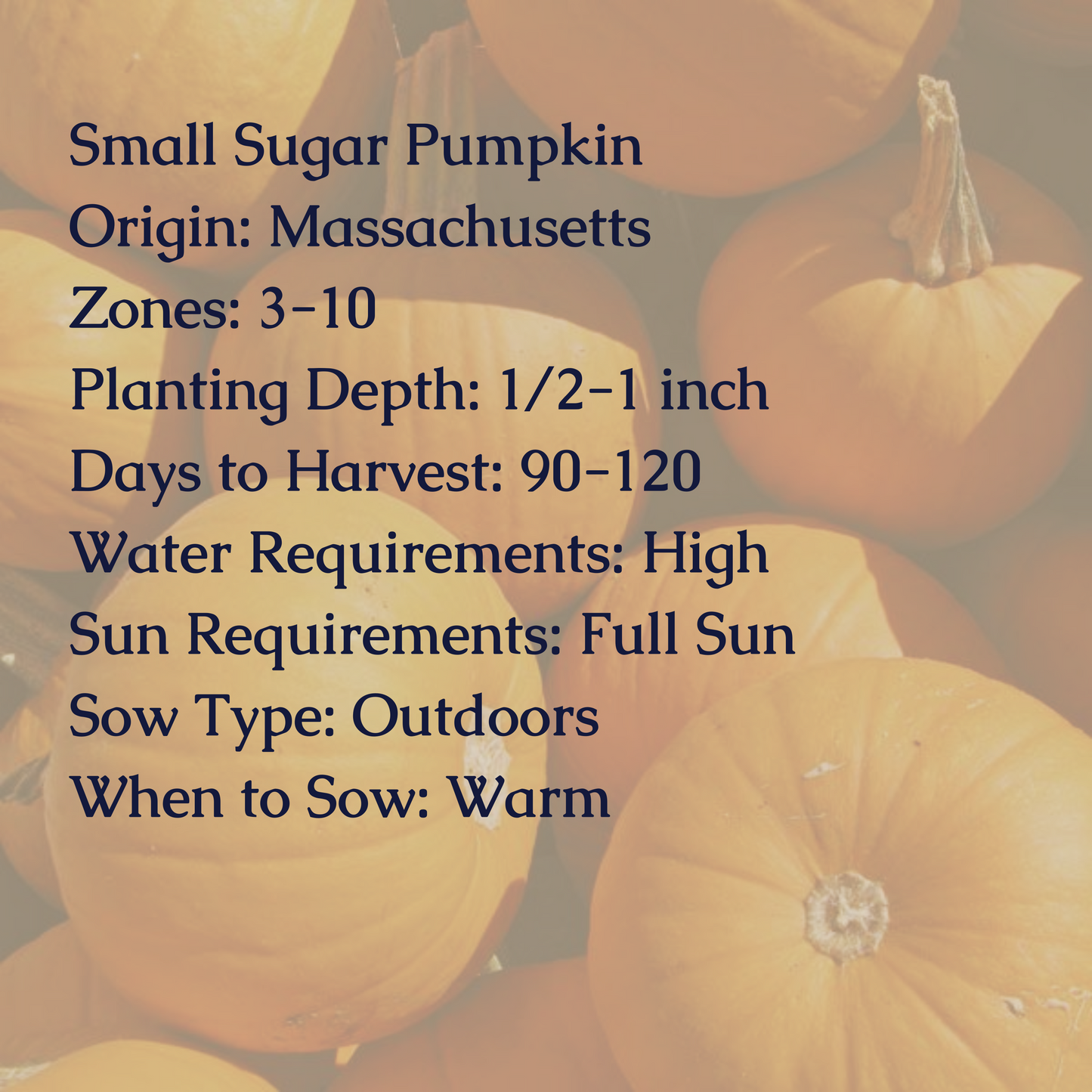 Small Sugar Pumpkin Seeds