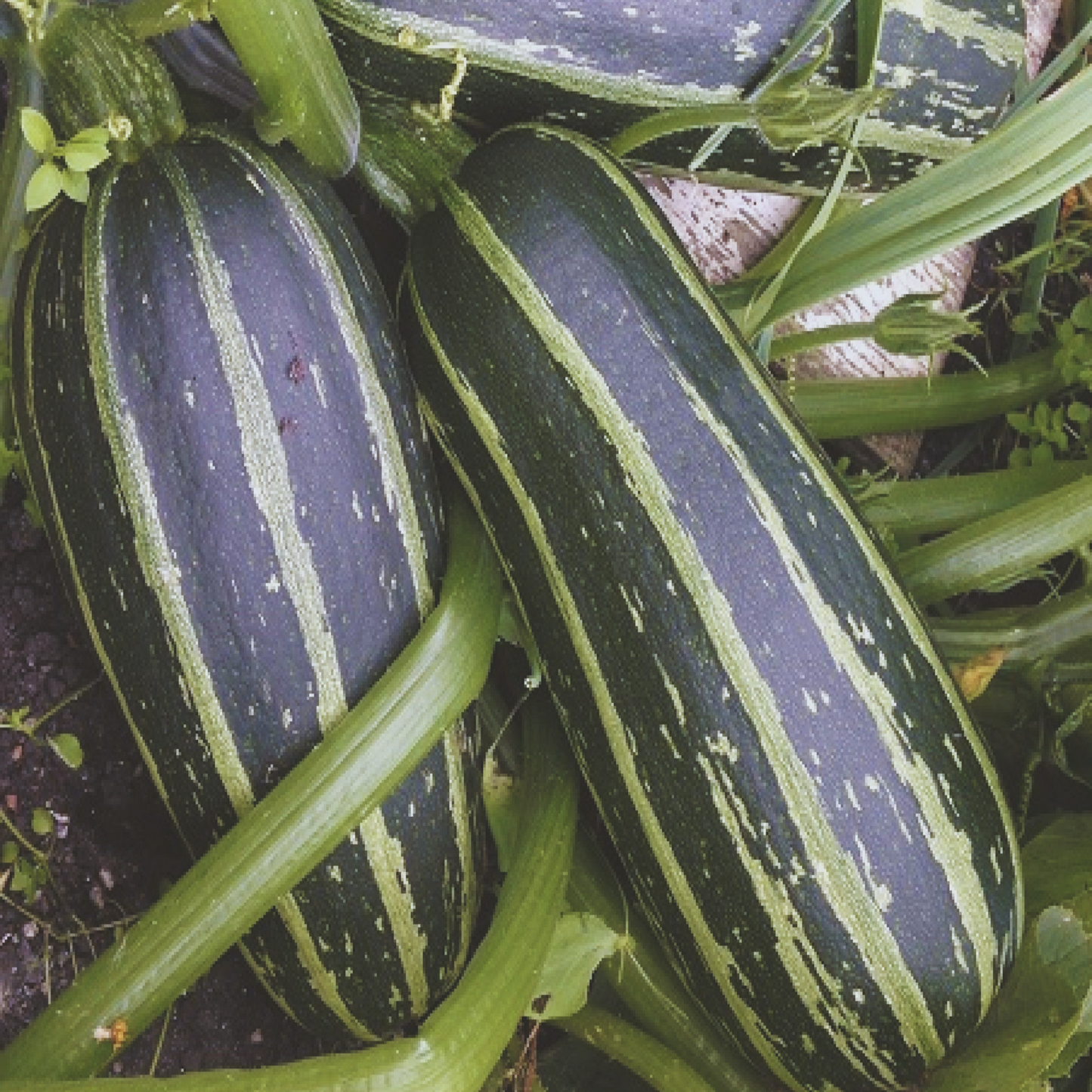 Summer Squash Vegetable Marrow Green Bush Seeds