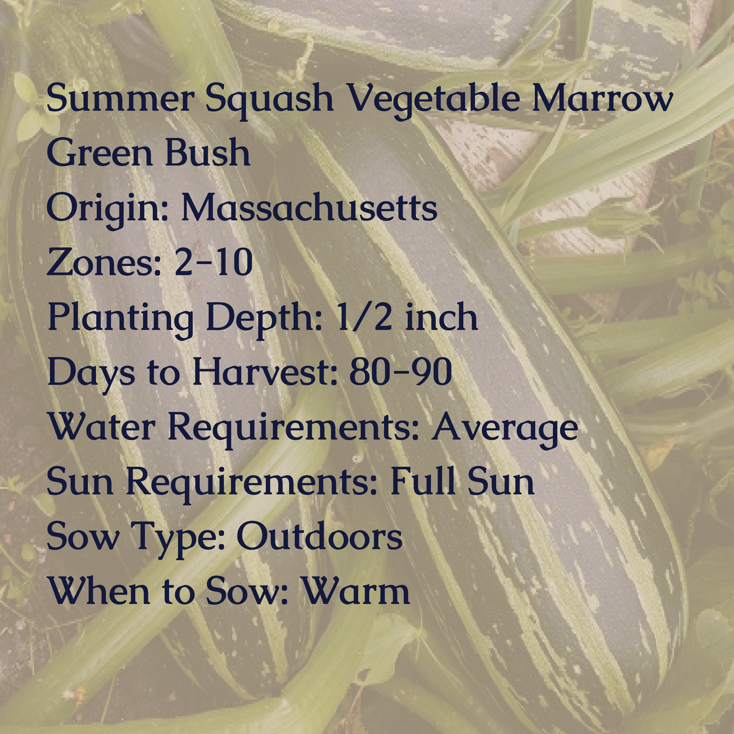 Summer Squash Vegetable Marrow Green Bush Seeds