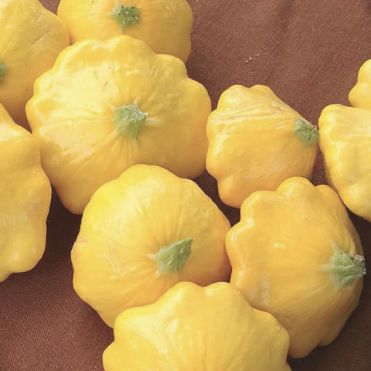 Yellow Bush Scallop Summer Squash Seeds