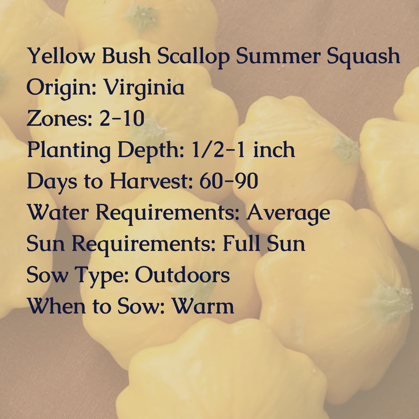 Yellow Bush Scallop Summer Squash Seeds