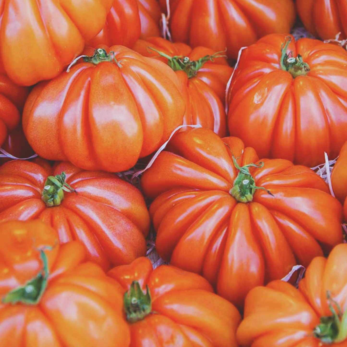 Beefsteak Tomato Seeds