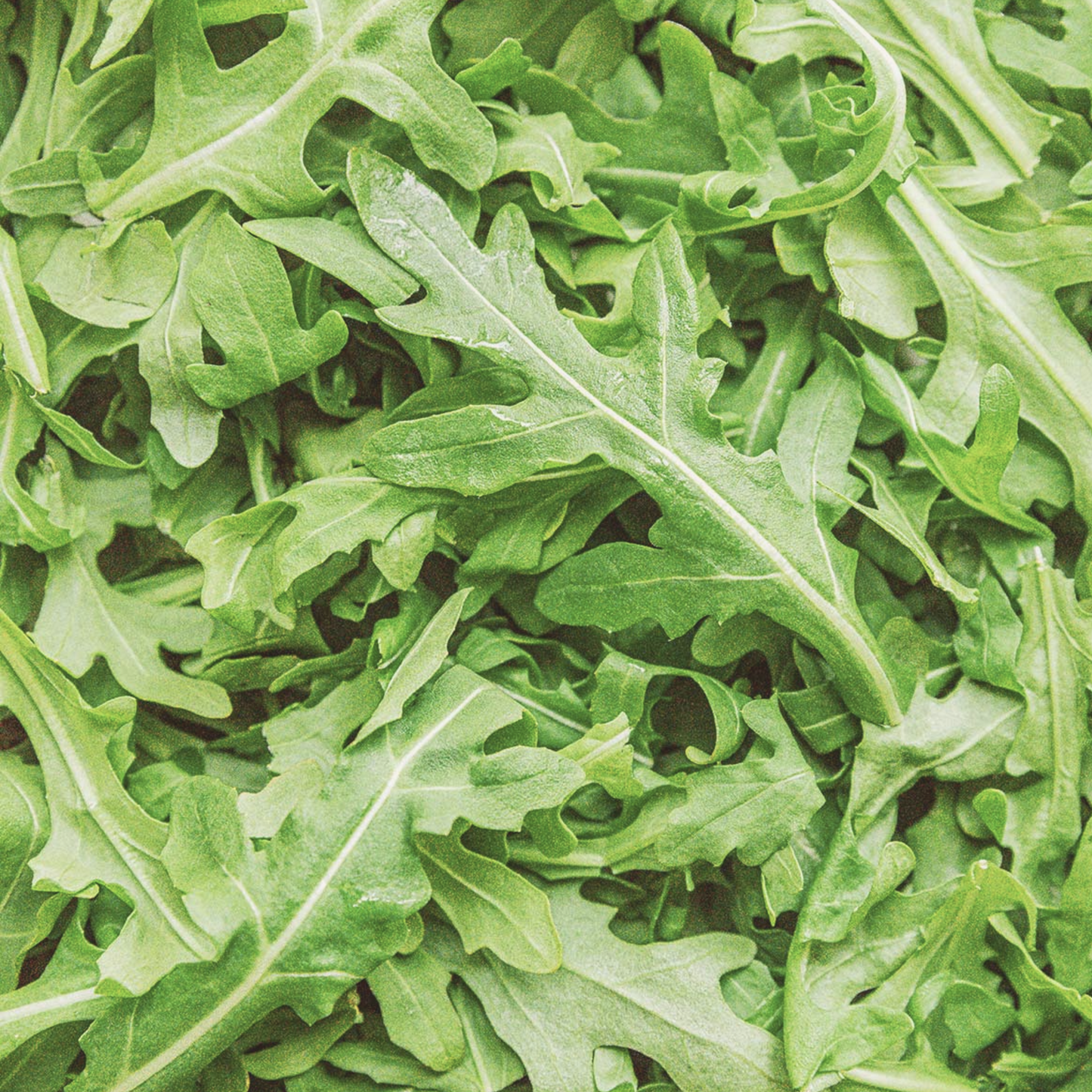 Arugula Seeds