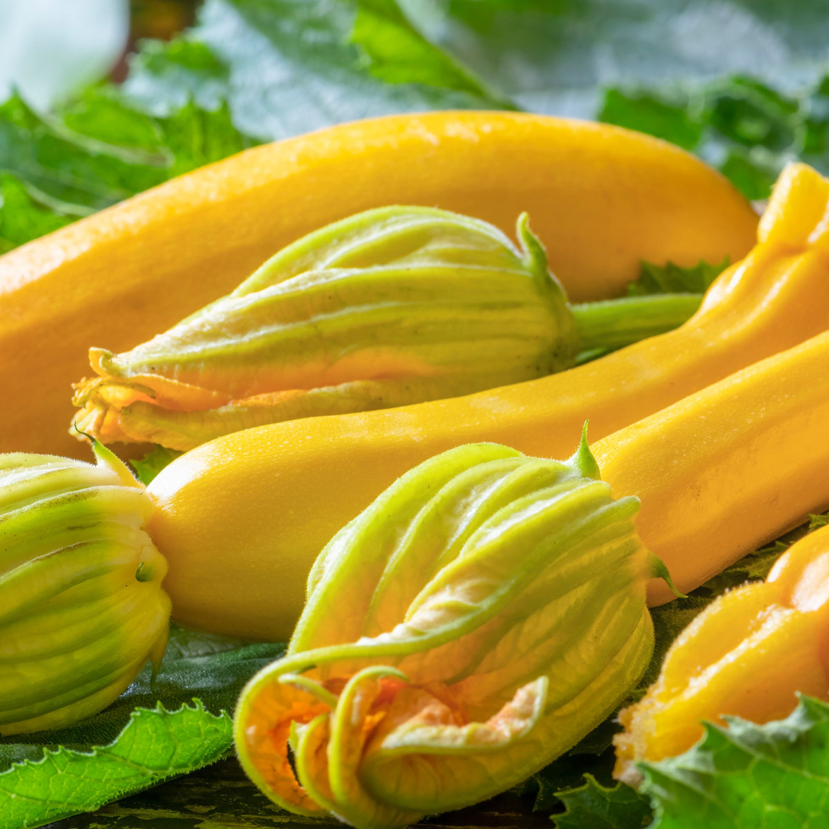 Golden Zucchini Seeds