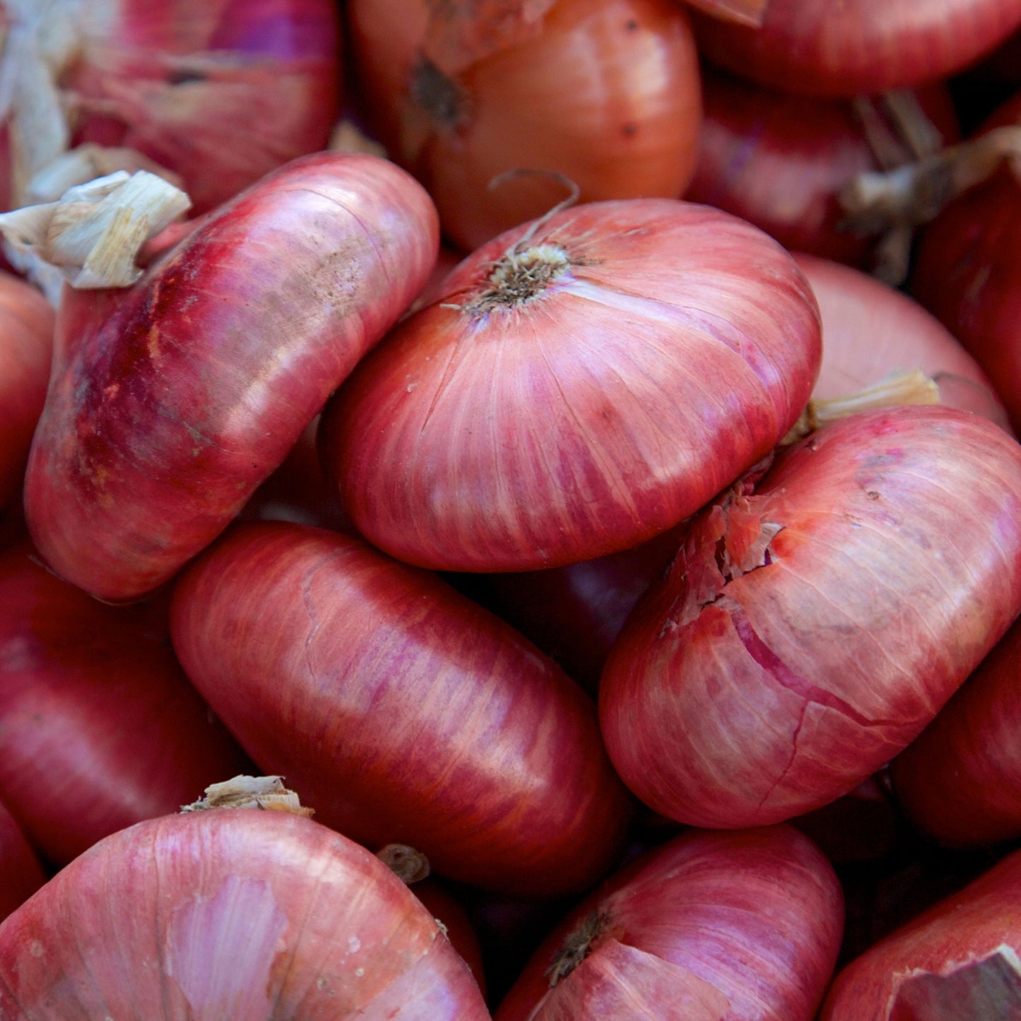 Cipollini Red Onion Seeds