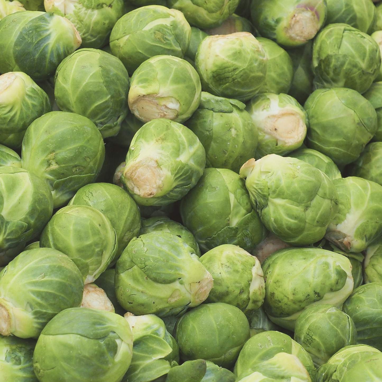 Long Island Improved Brussels Sprouts Seeds