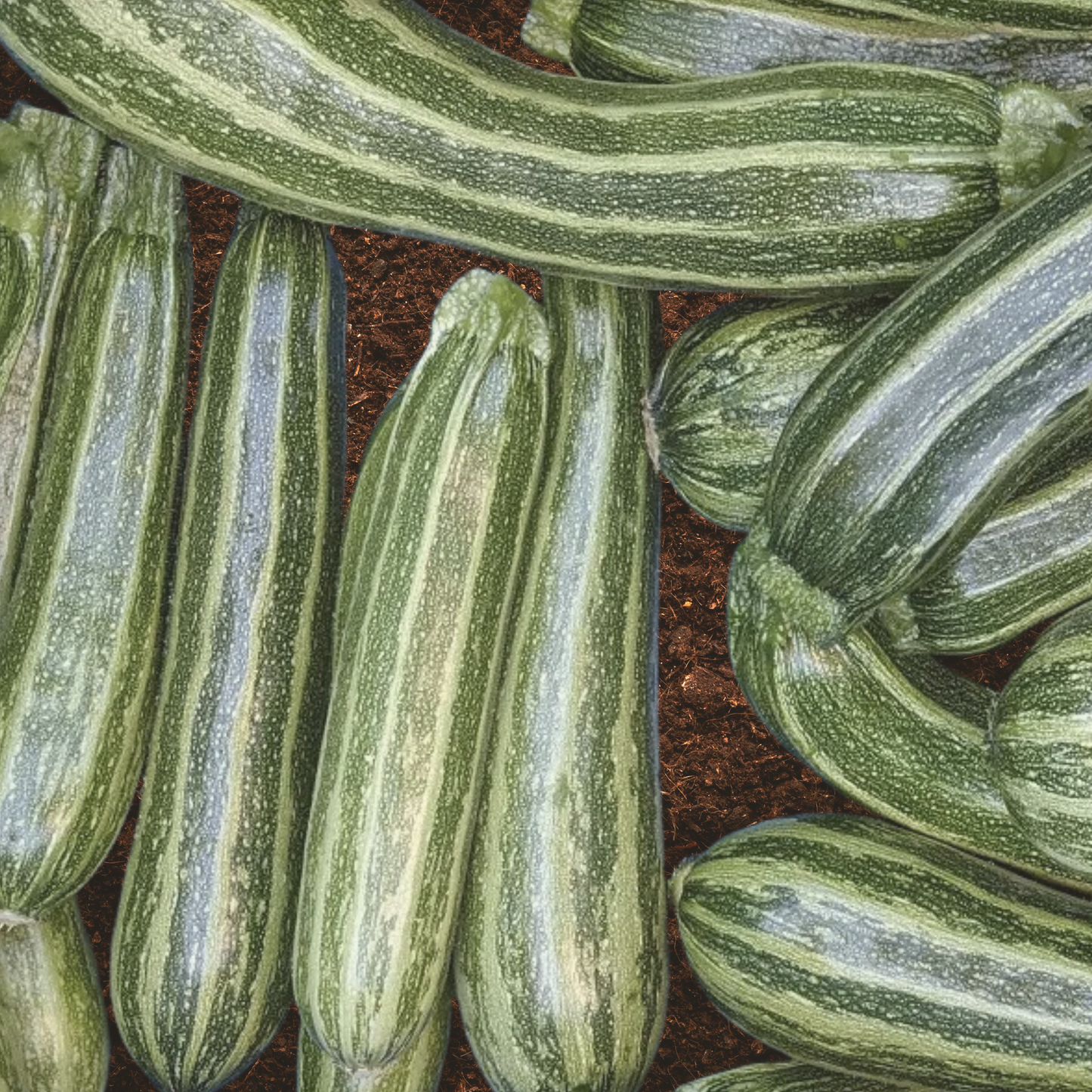 Cocozelle Summer Squash Seeds
