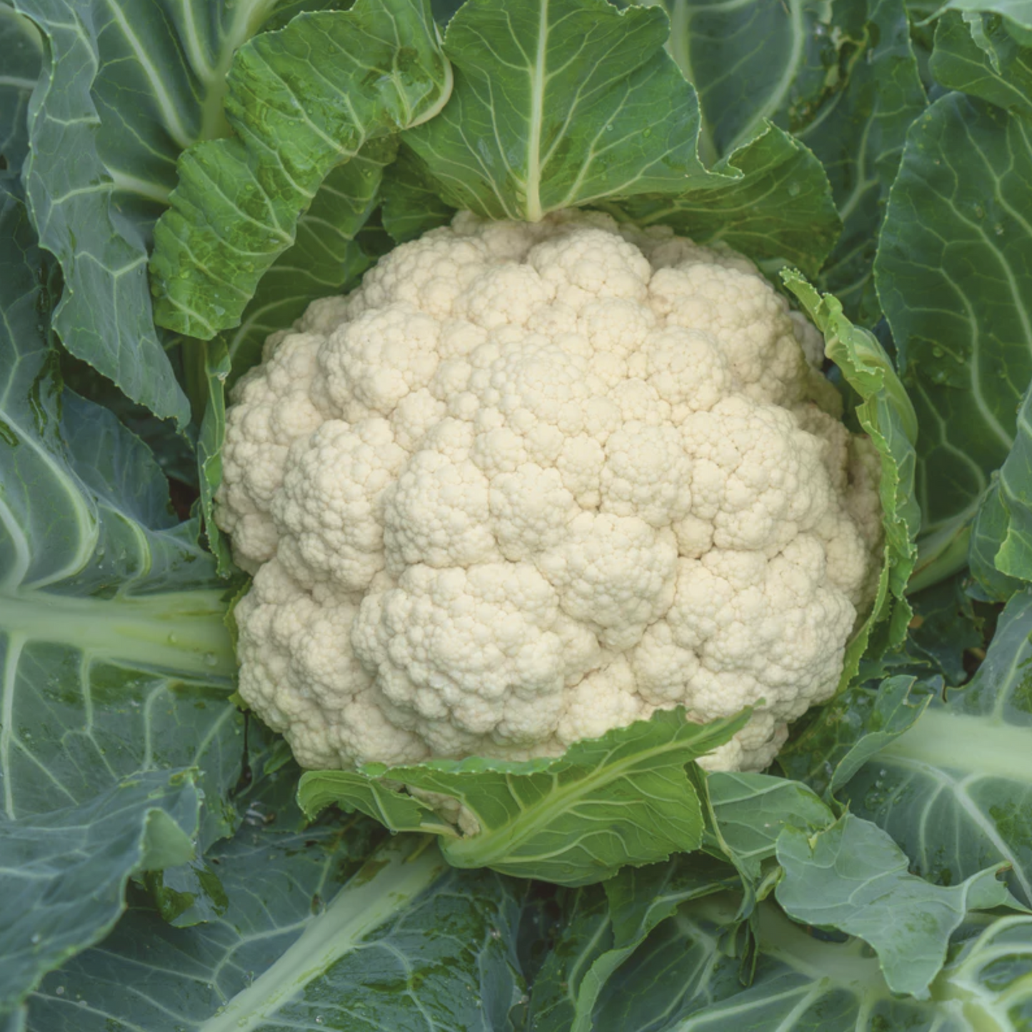 Cauliflower Snowball Seeds