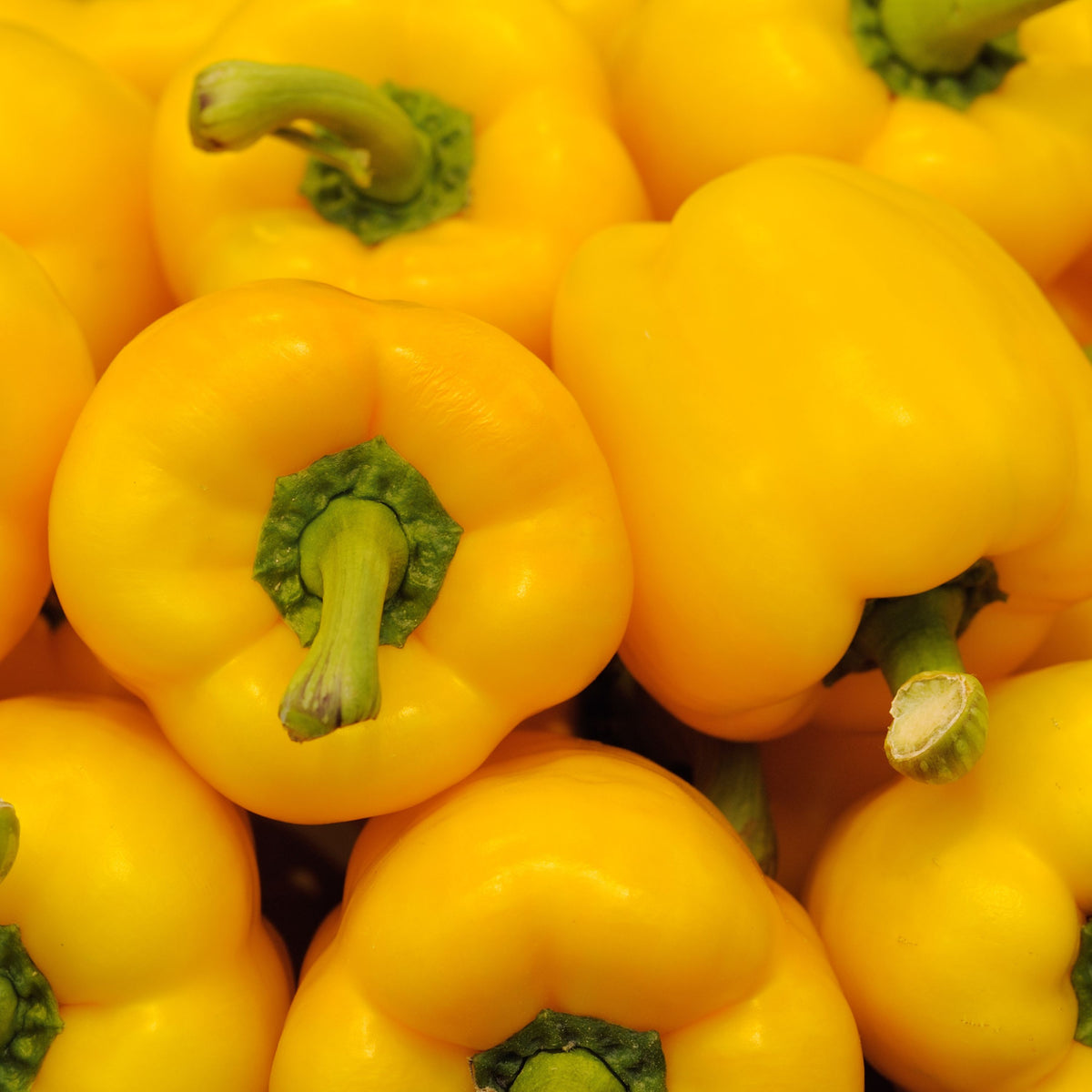 Golden California Wonder Pepper Seeds