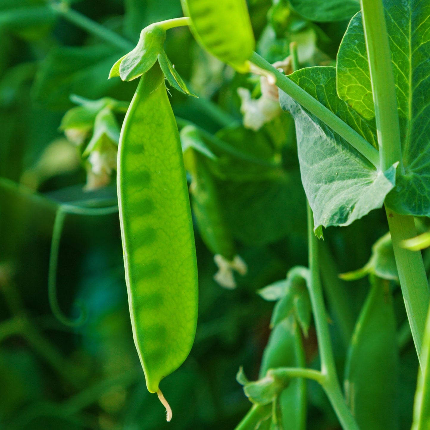Mammoth Melting Sugar Pea Seeds
