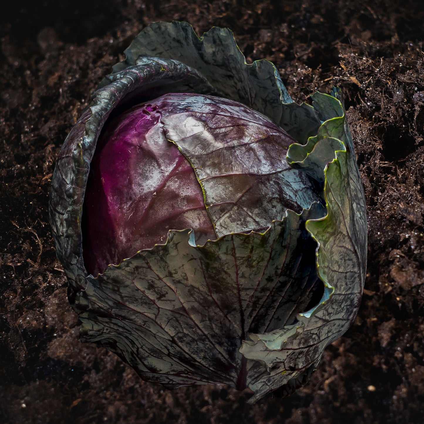Red Acre Cabbage Seeds